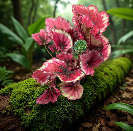 Begonia Rex 'Kotabuki' - Best Pick of the Crop!