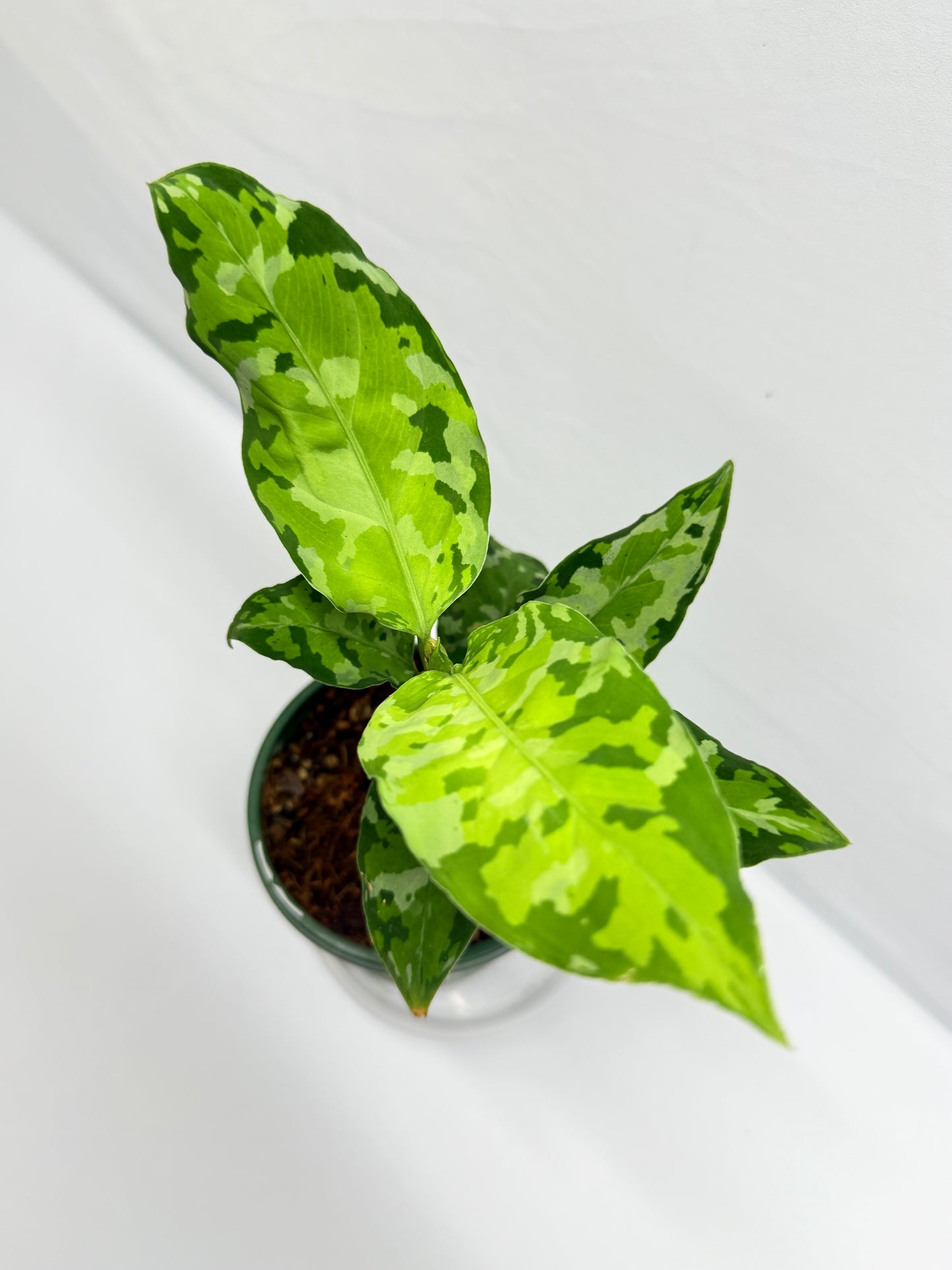 Aglaonema Pictum 'Tricolour' - NONTC G13