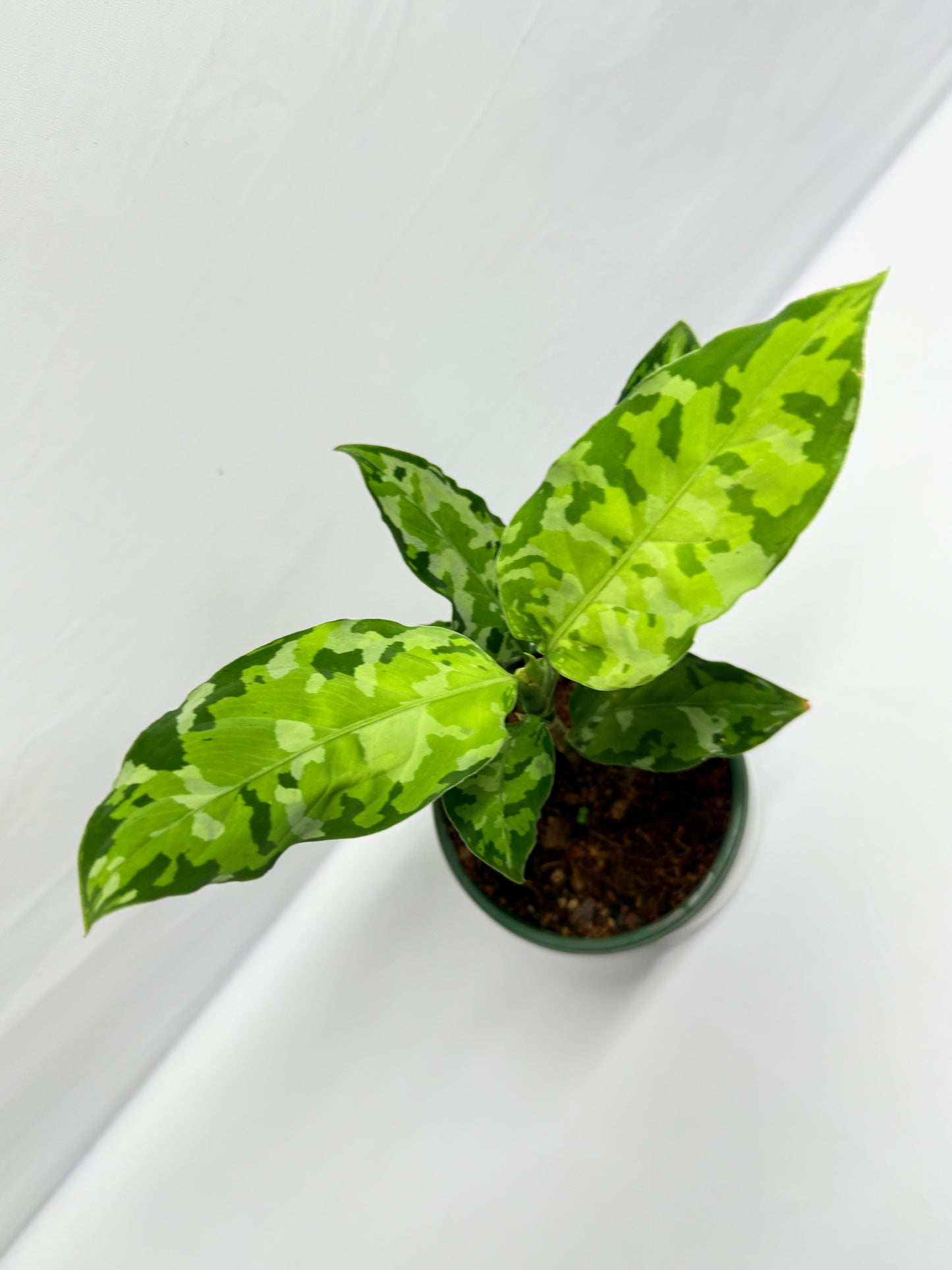 Aglaonema Pictum 'Tricolour' - NONTC G13