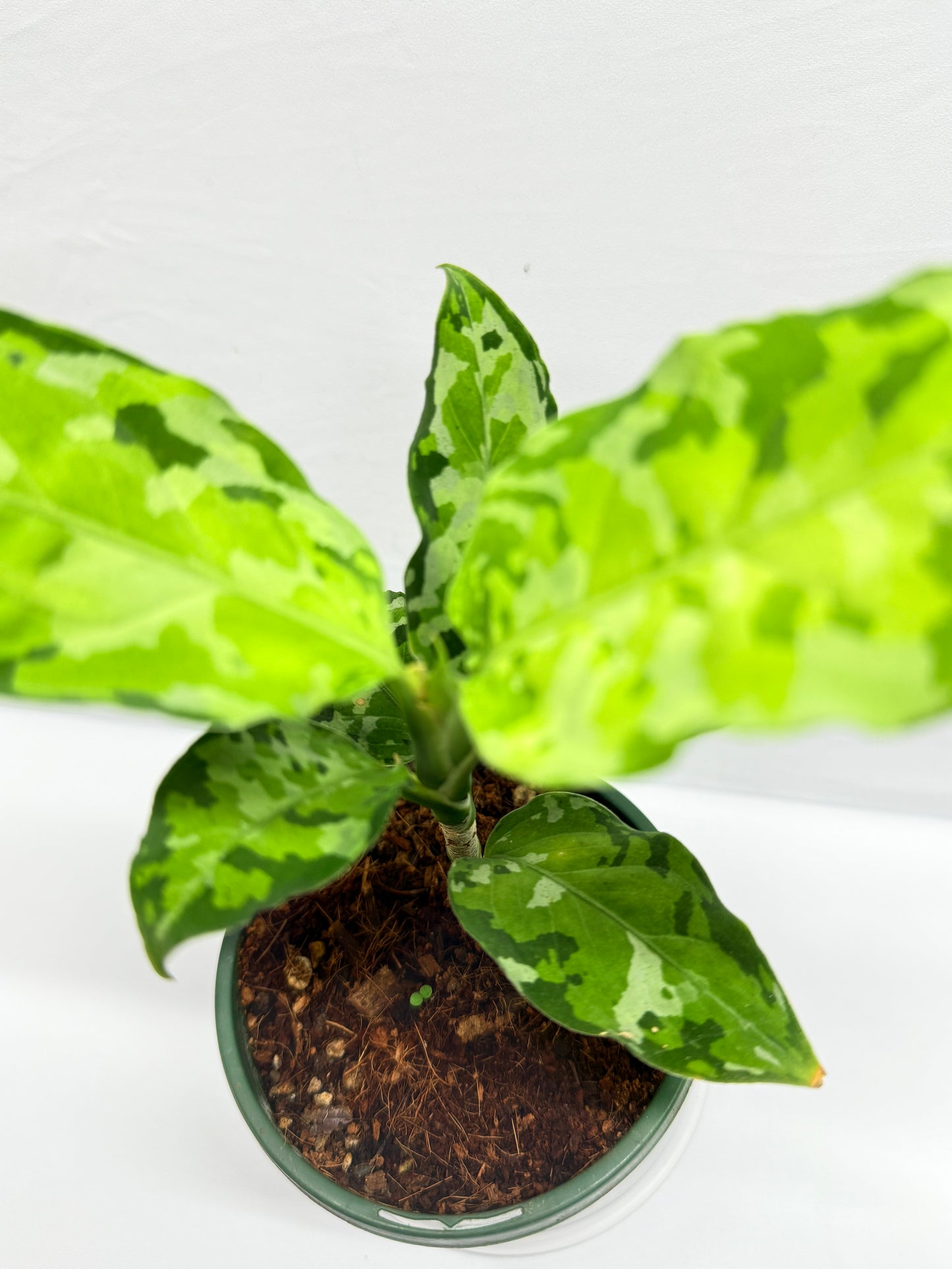 Aglaonema Pictum 'Tricolour' - NONTC G13