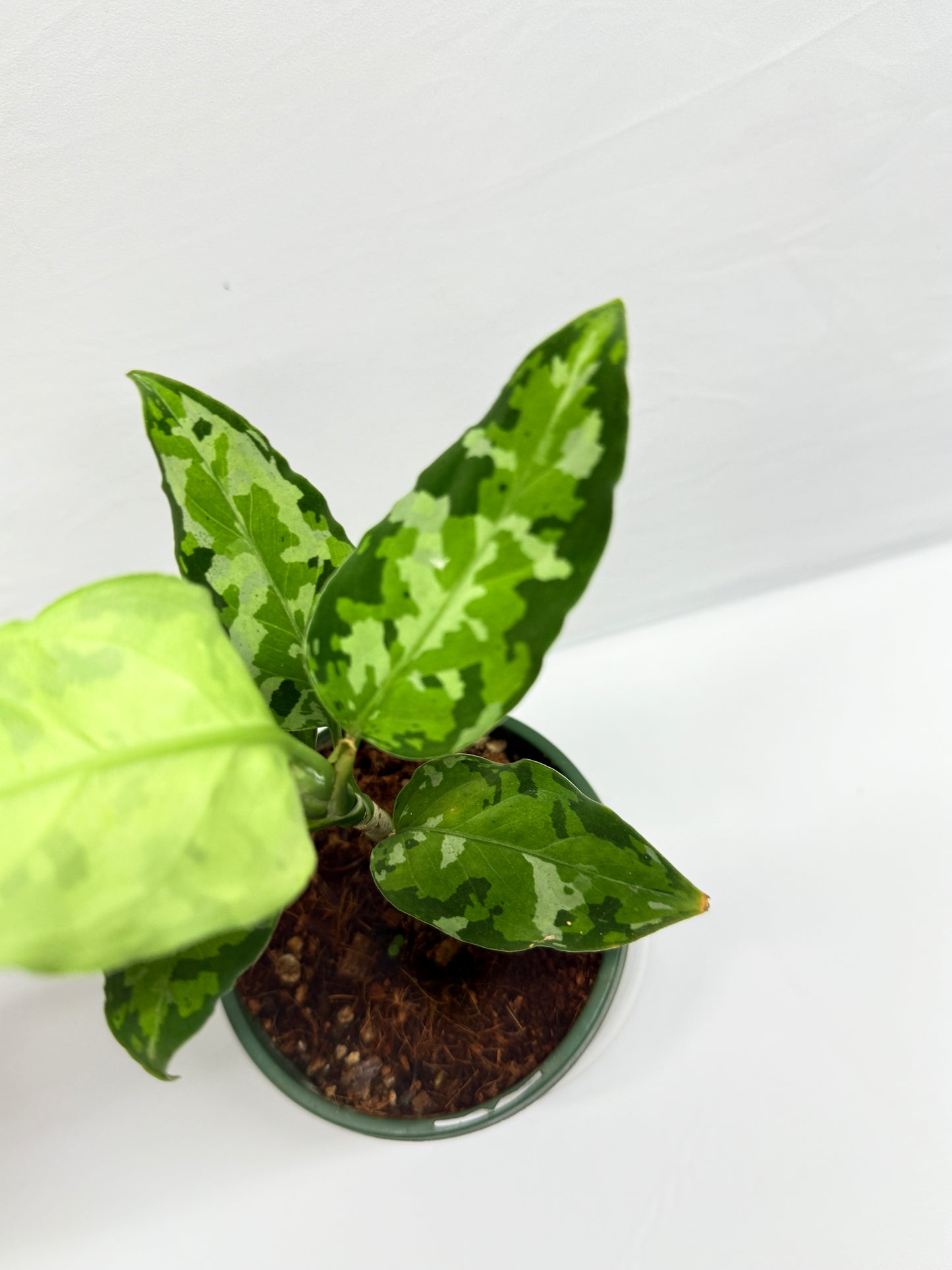 Aglaonema Pictum 'Tricolour' - NONTC G13