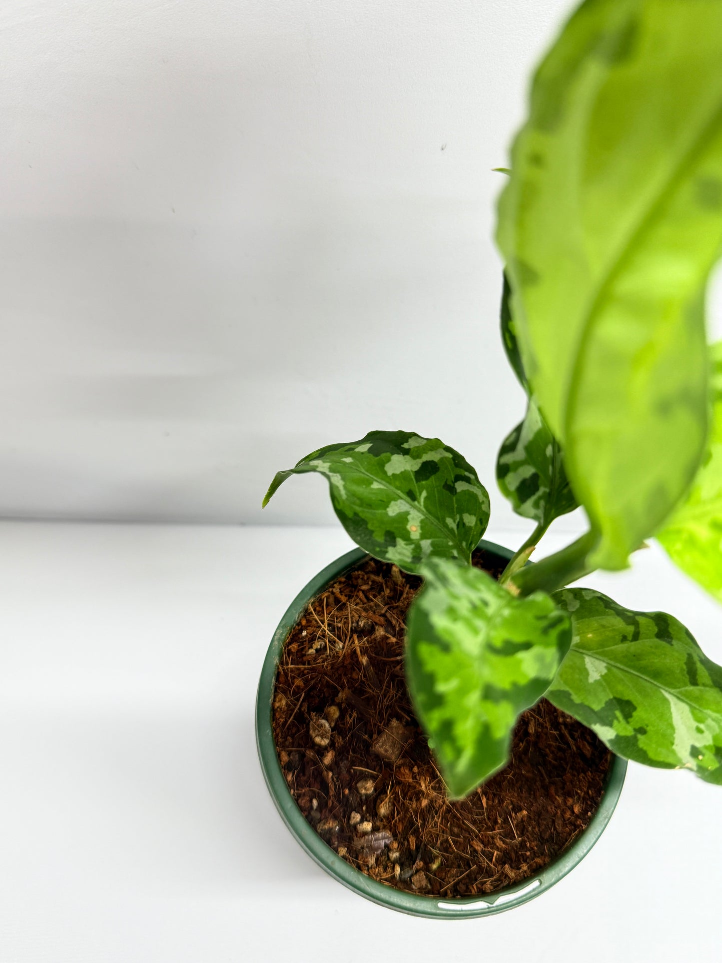 Aglaonema Pictum 'Tricolour' - NONTC G13