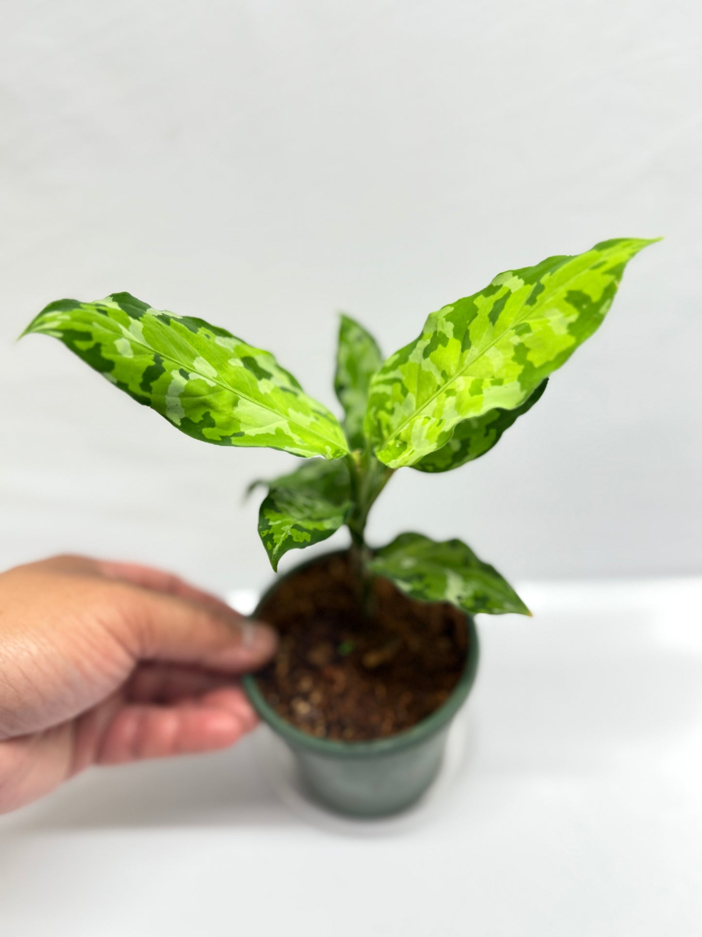 Aglaonema Pictum 'Tricolour' - NONTC G13