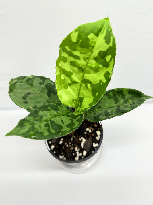 Aglaonema Pictum 'Bicolour' - Rarely Offered G15