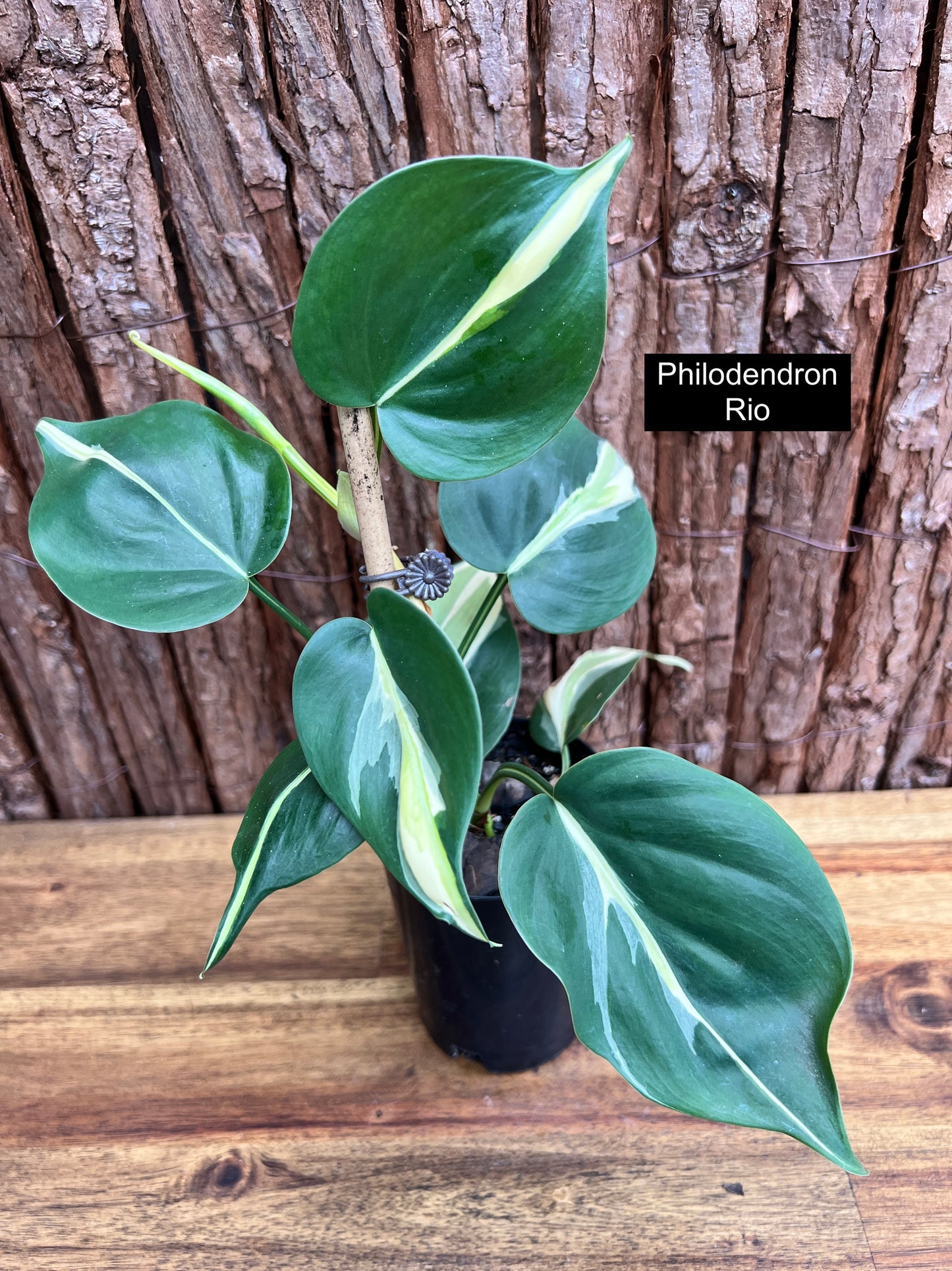 Philodendron hederaceum Rio