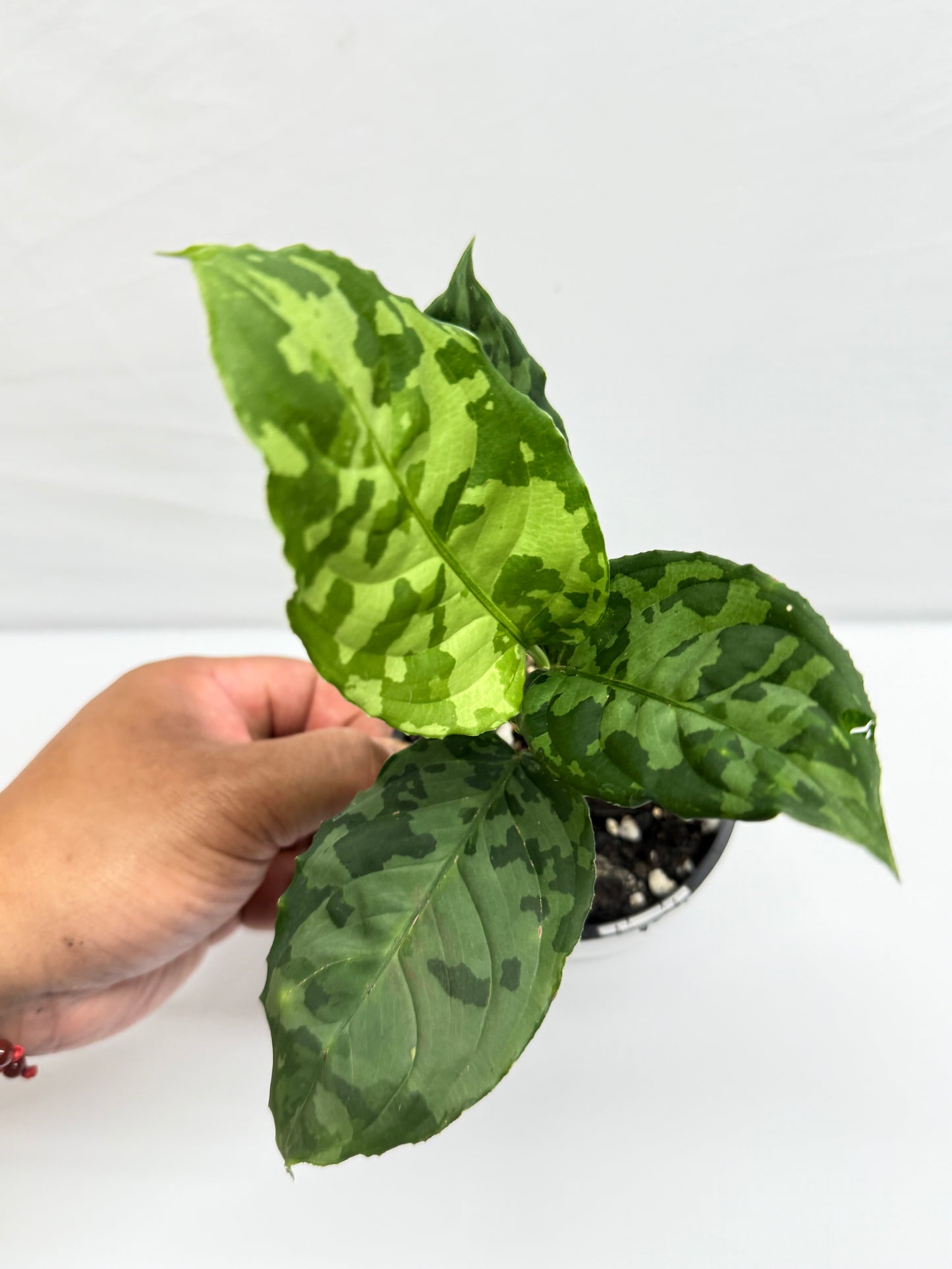 Aglaonema Pictum 'Bicolour' - Rarely Offered G15