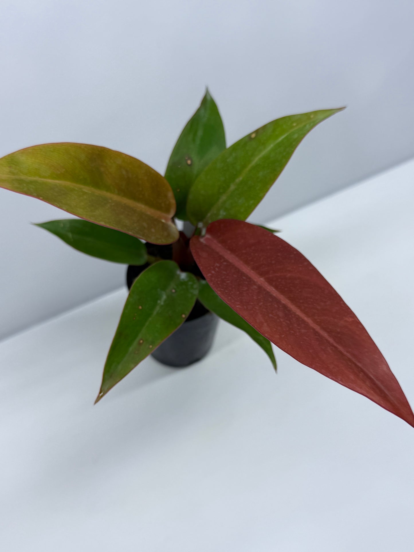 Philodendron Red Sun S83