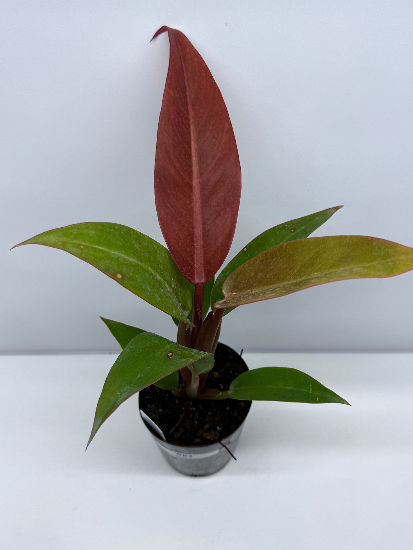 Philodendron Red Sun S83