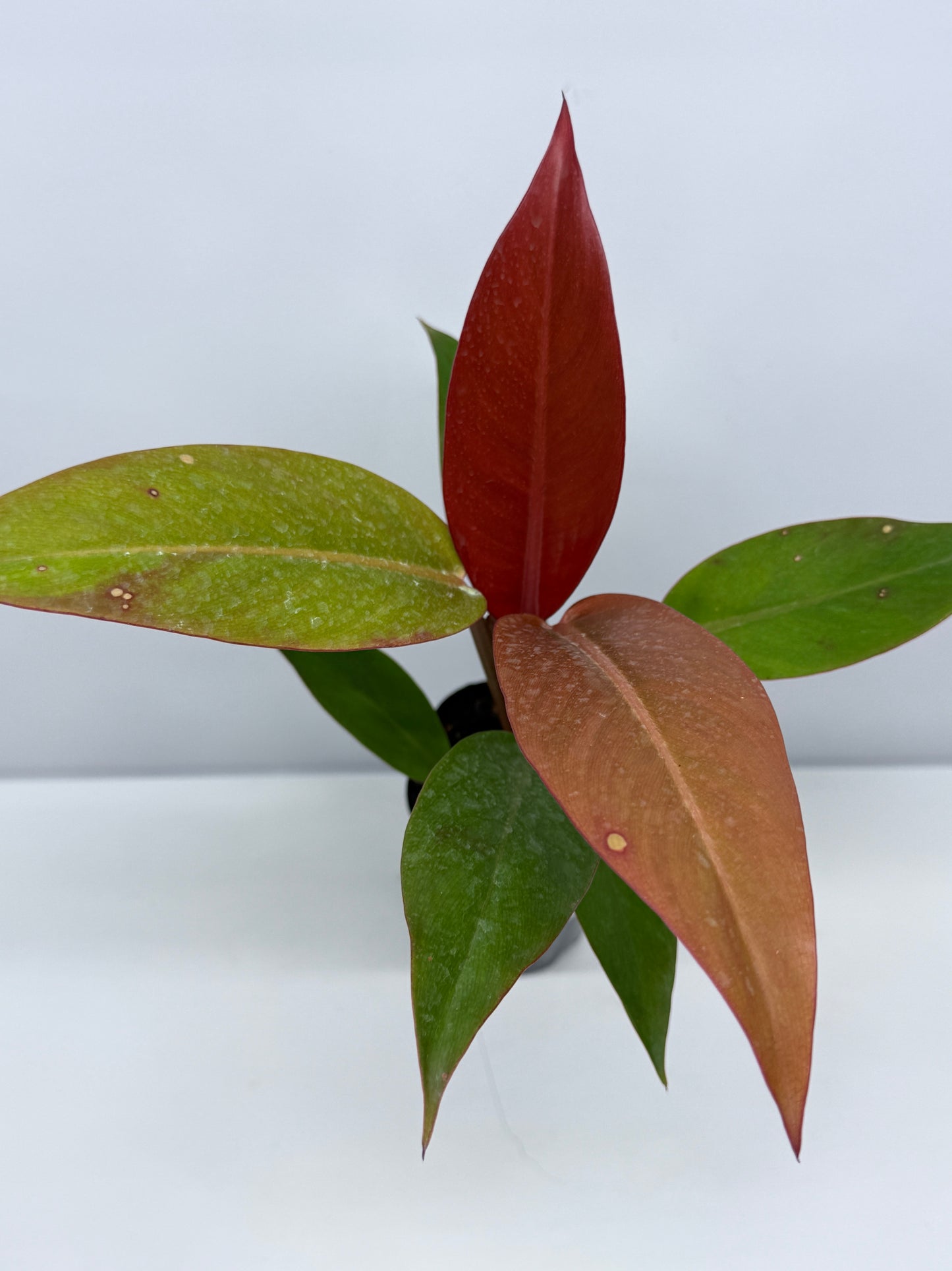 Philodendron Red Sun T2