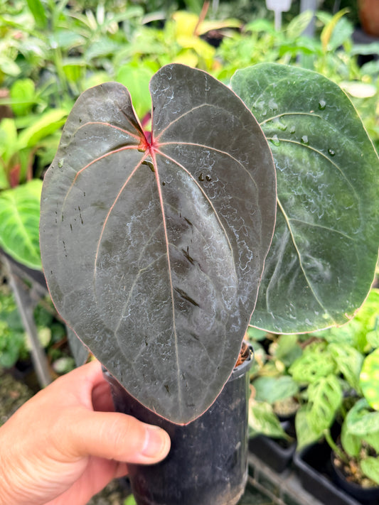 Anthurium hoffmannii 'Red Sinus' aka 'Blood Moon' M34