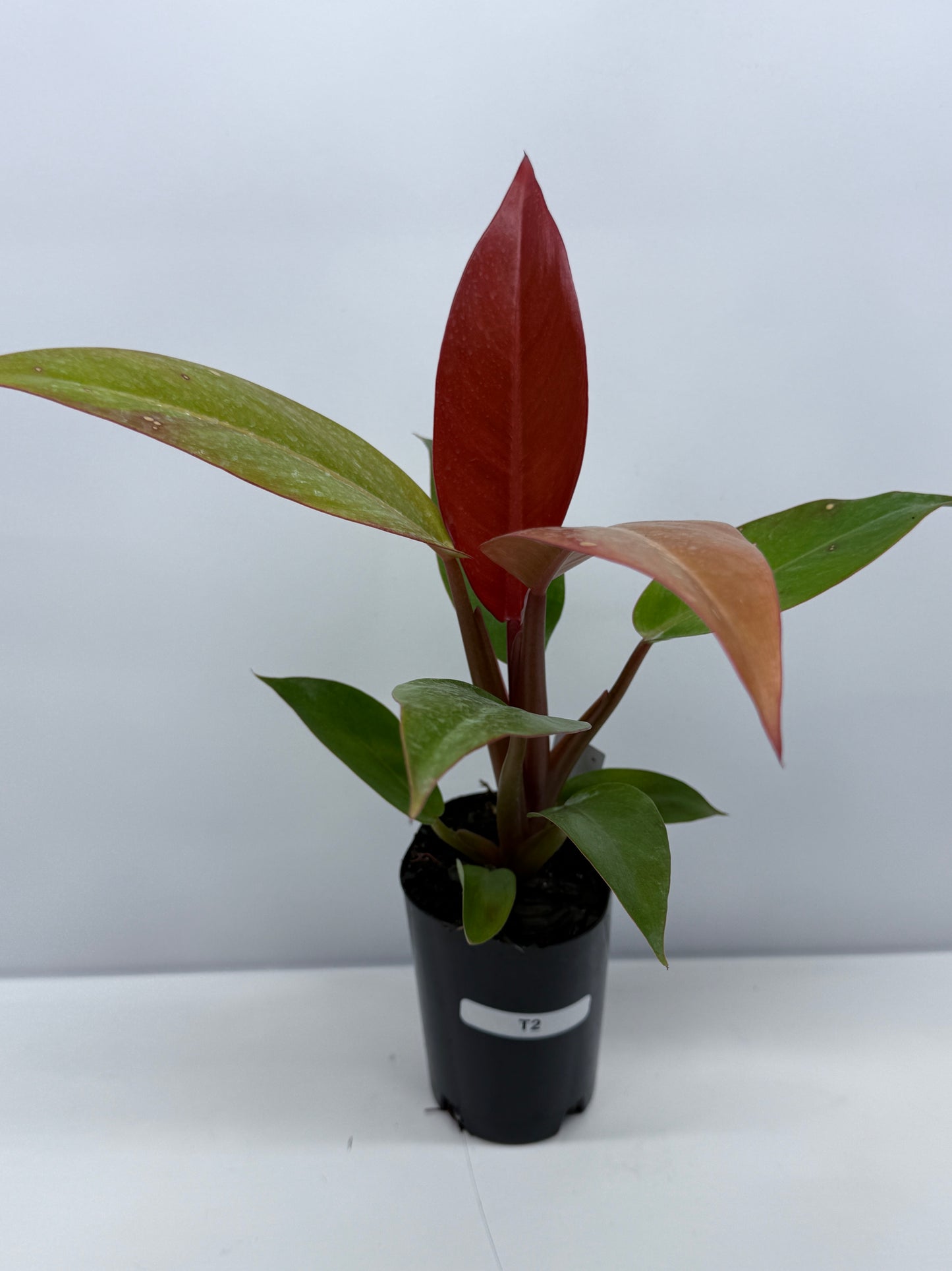 Philodendron Red Sun T2