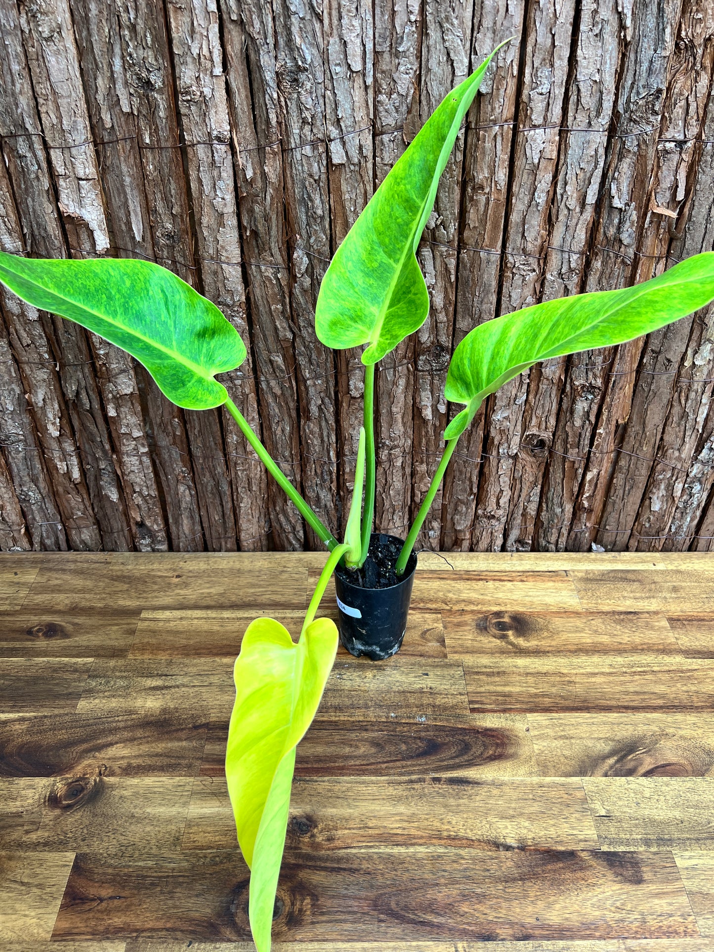 Philodendron Lemon Twist NONTC E14