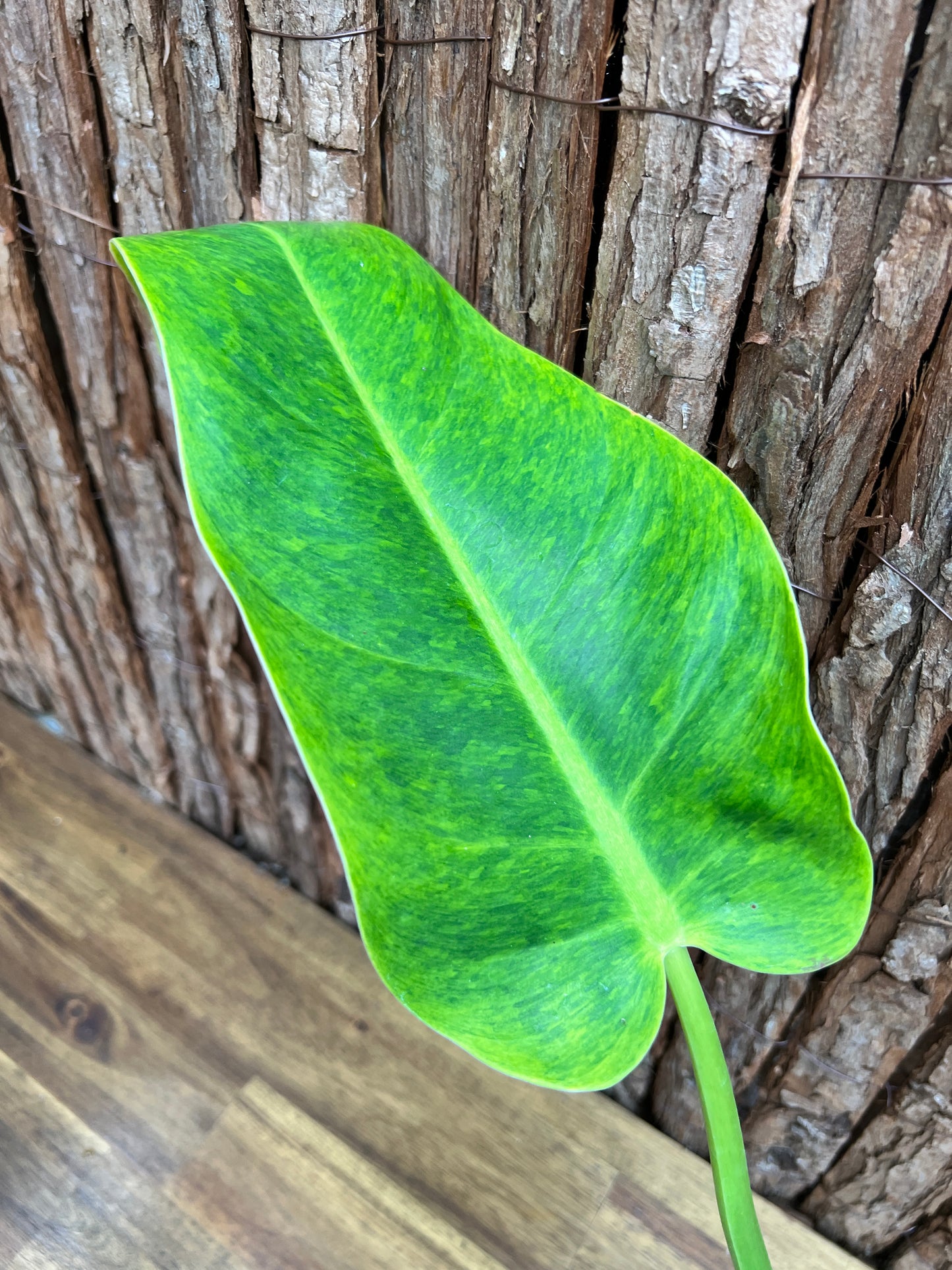 Philodendron Lemon Twist NONTC E14