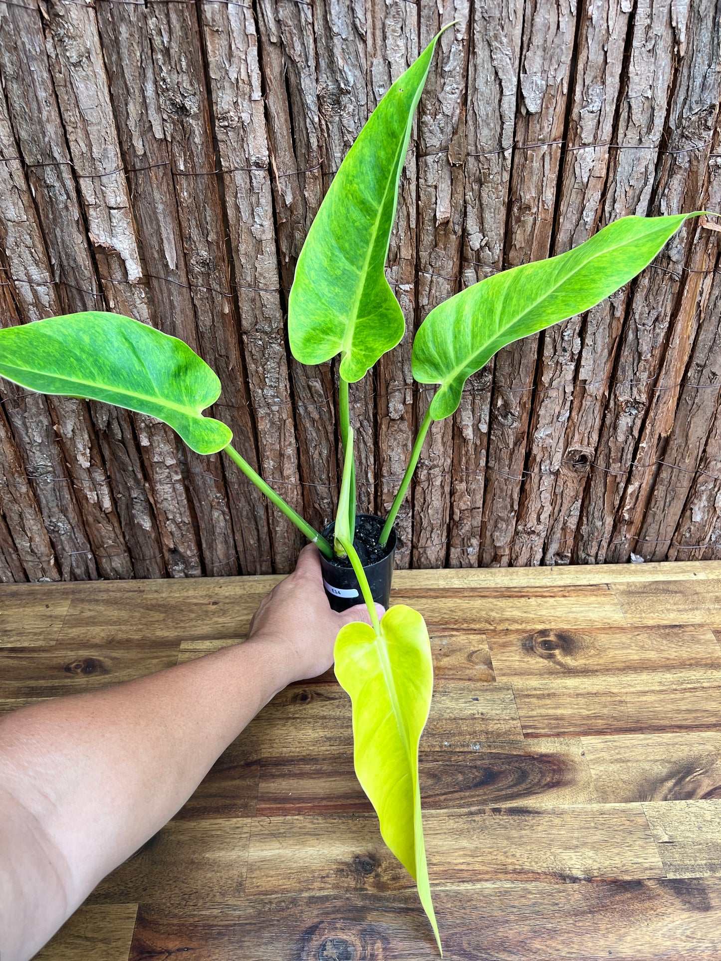 Philodendron Lemon Twist NONTC E14