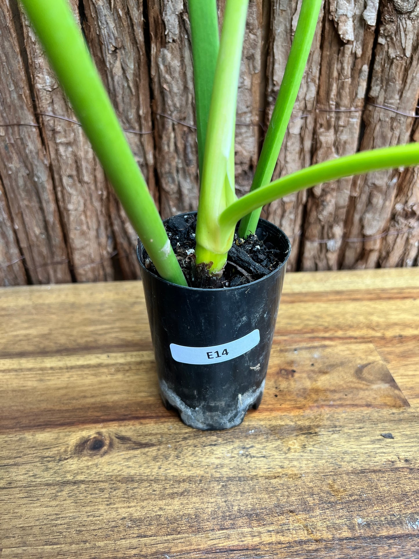 Philodendron Lemon Twist NONTC E14