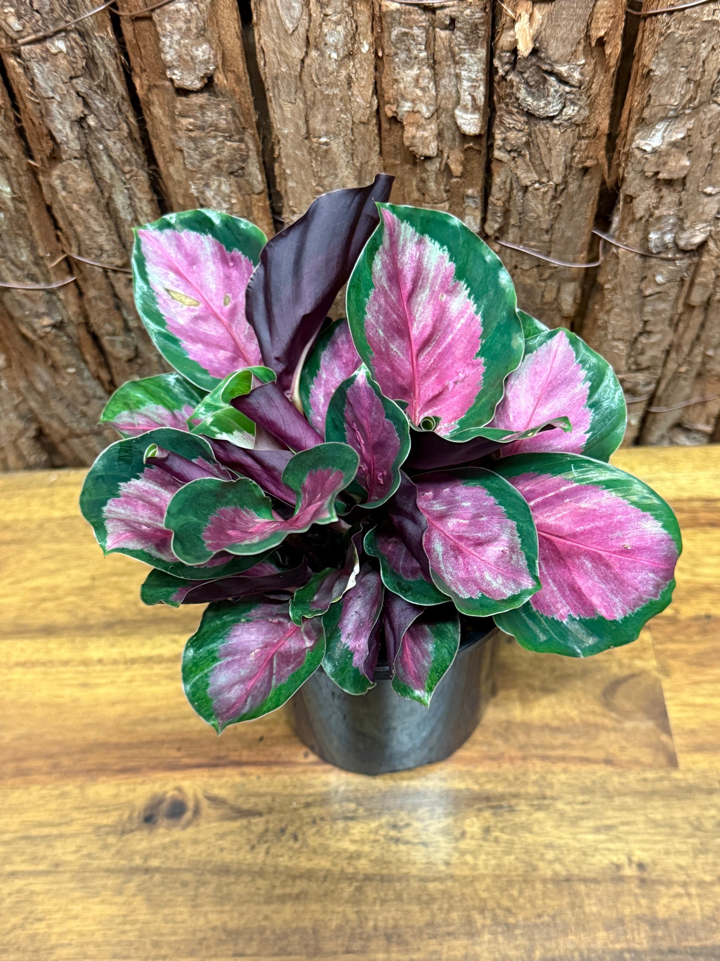 Calathea roseopicta Rosy Mini L49