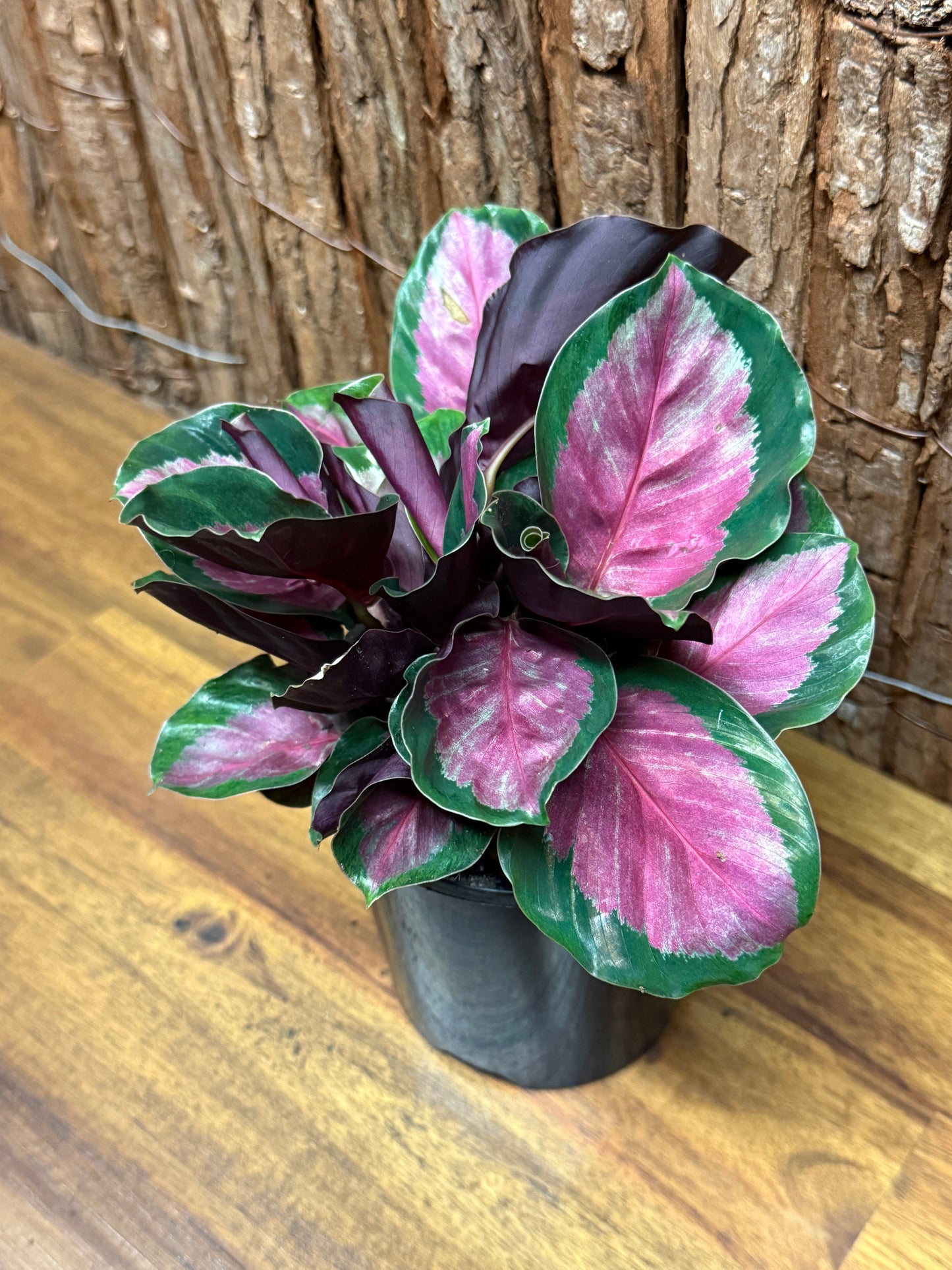 Calathea roseopicta Rosy Mini L49