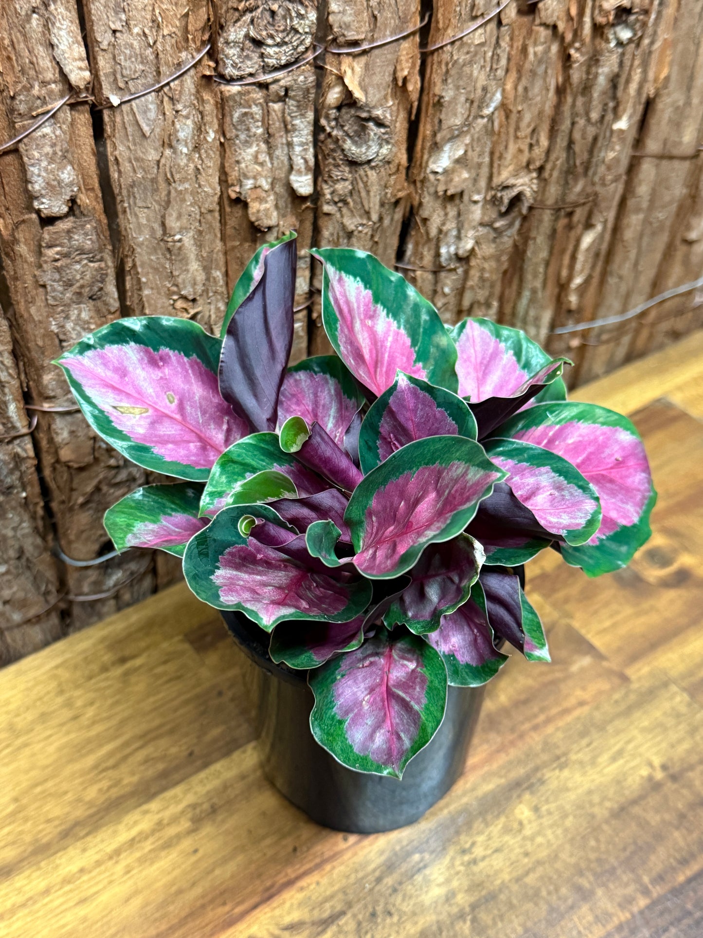 Calathea roseopicta Rosy Mini L49