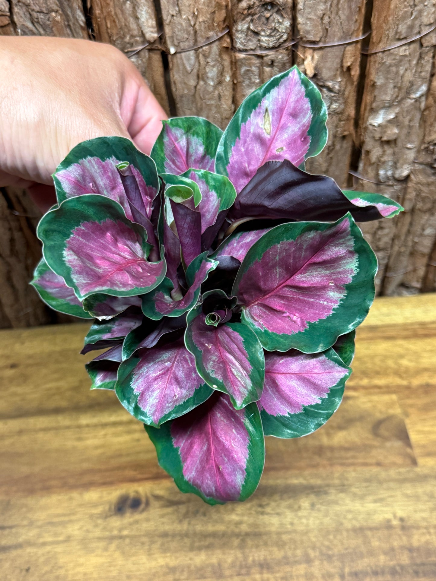 Calathea roseopicta Rosy Mini L49