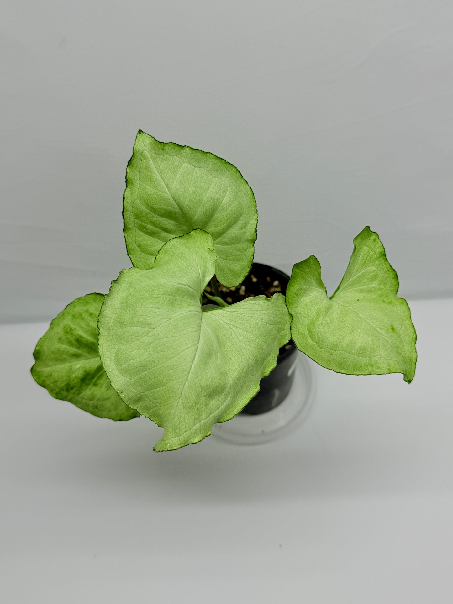 Syngonium NOID G22