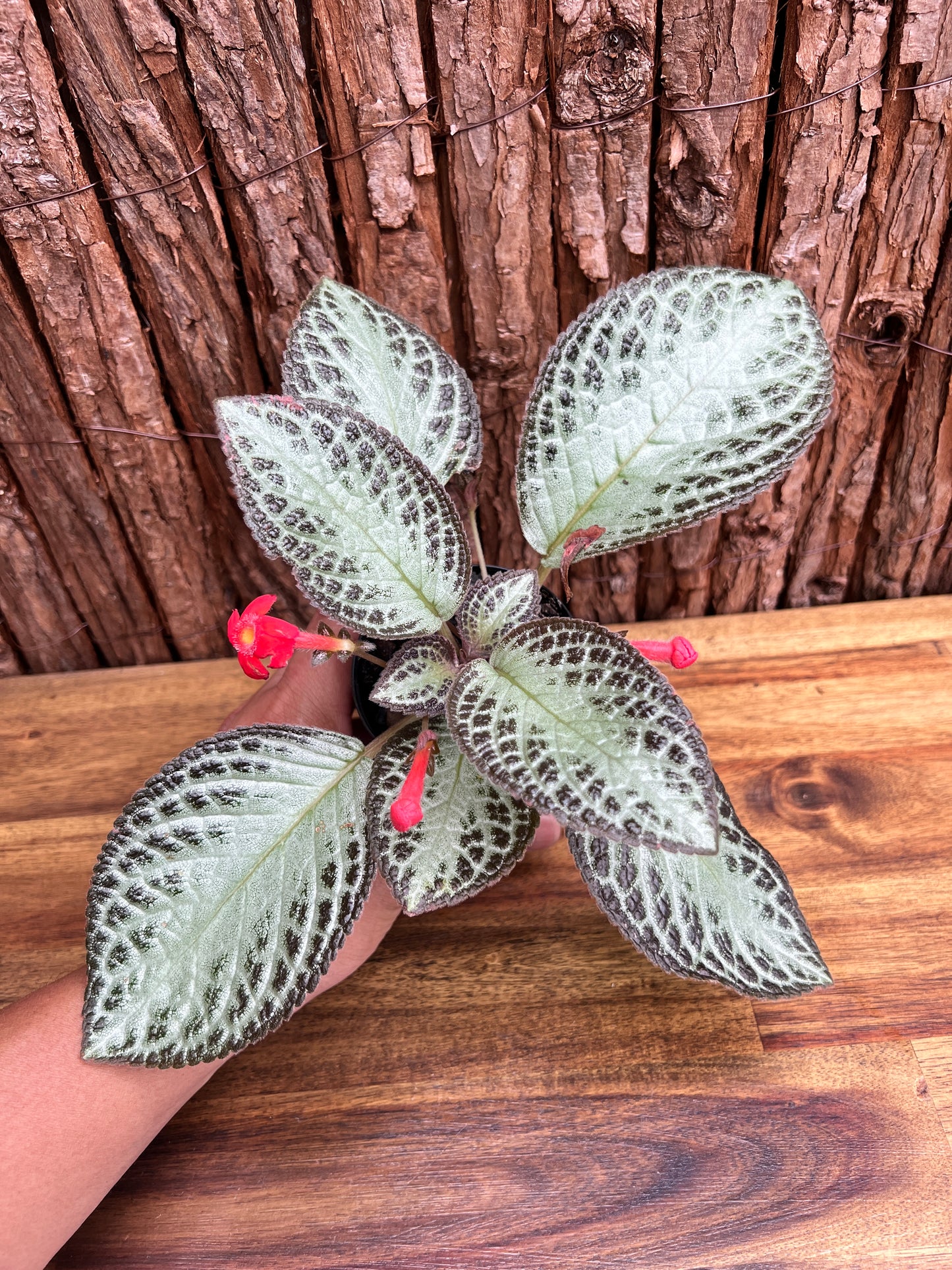 Episcia cupreata Silver Sheen