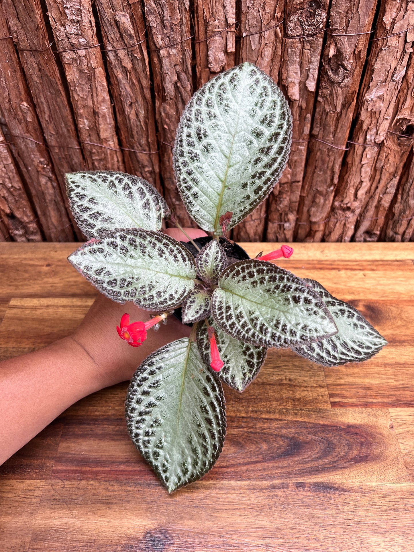 Episcia cupreata Silver Sheen