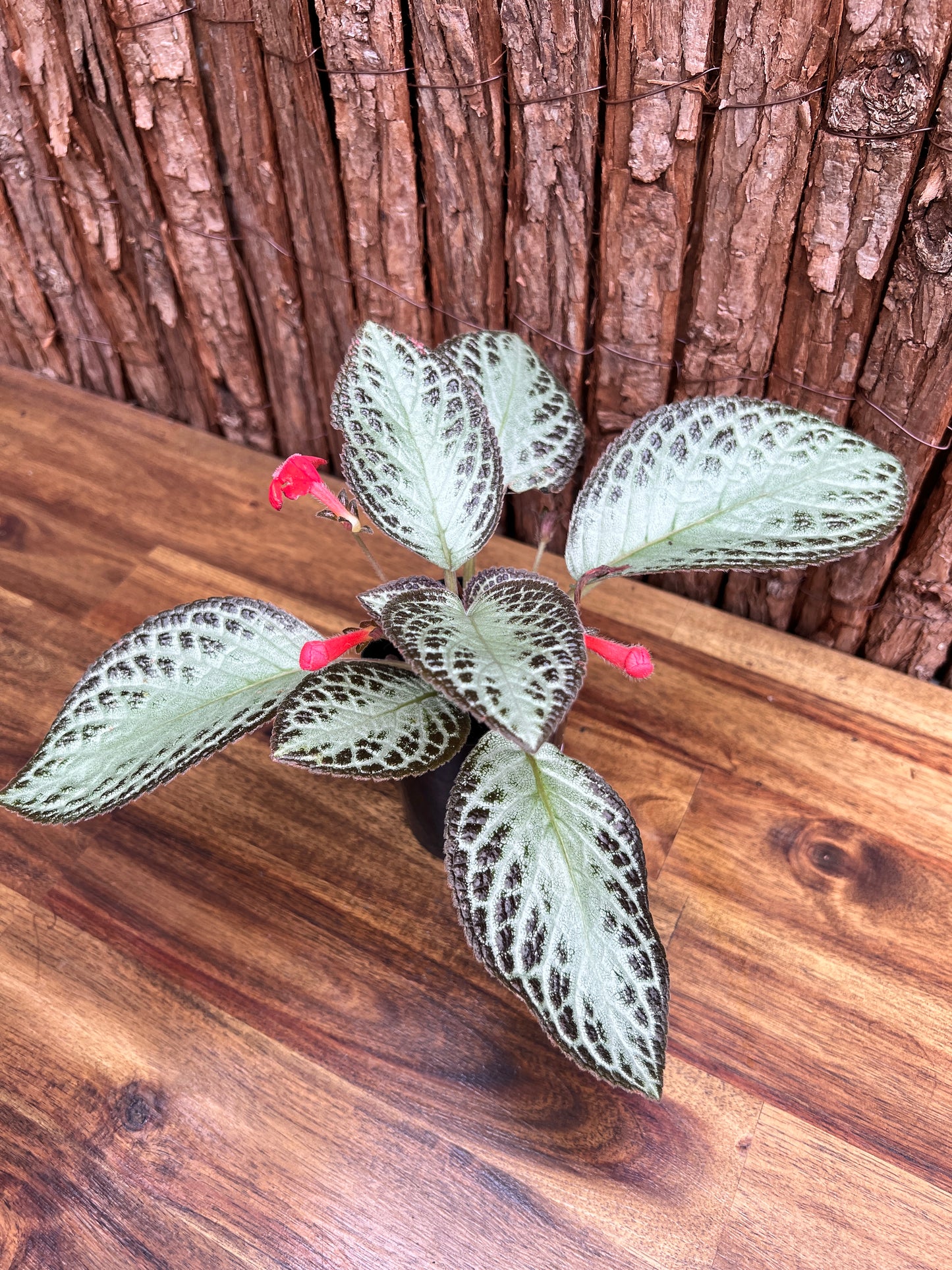 Episcia cupreata Silver Sheen