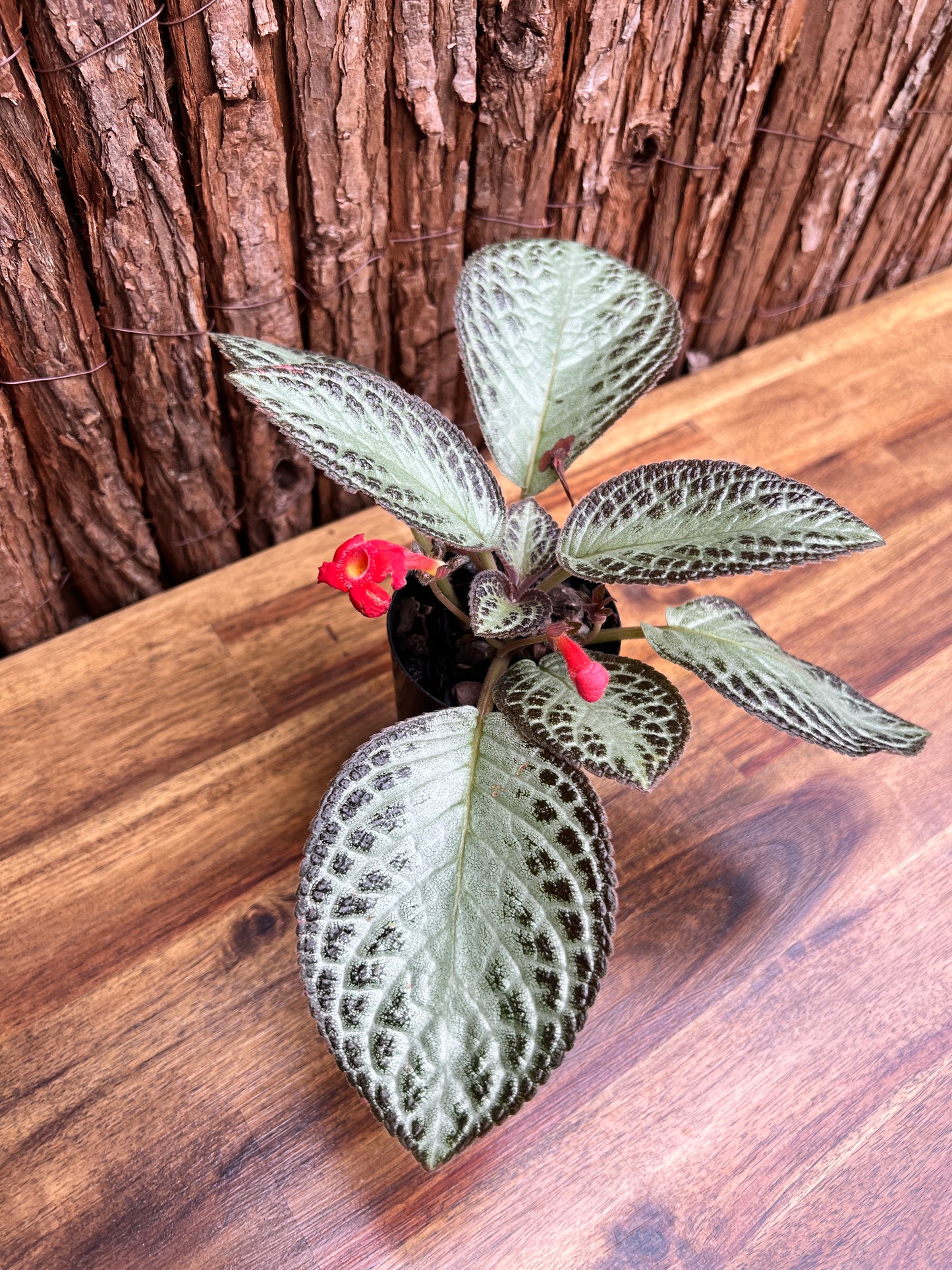 Episcia cupreata Silver Sheen