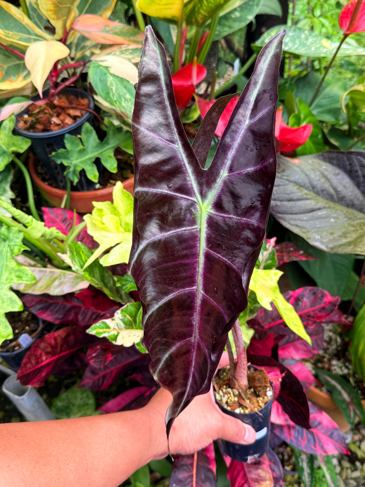 Alocasia 'Longiloba' S25