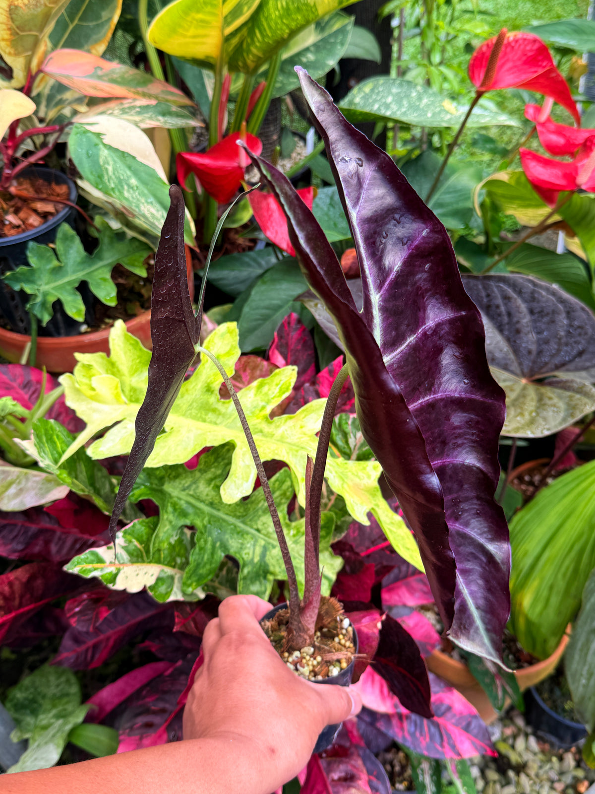 Alocasia 'Longiloba' S25