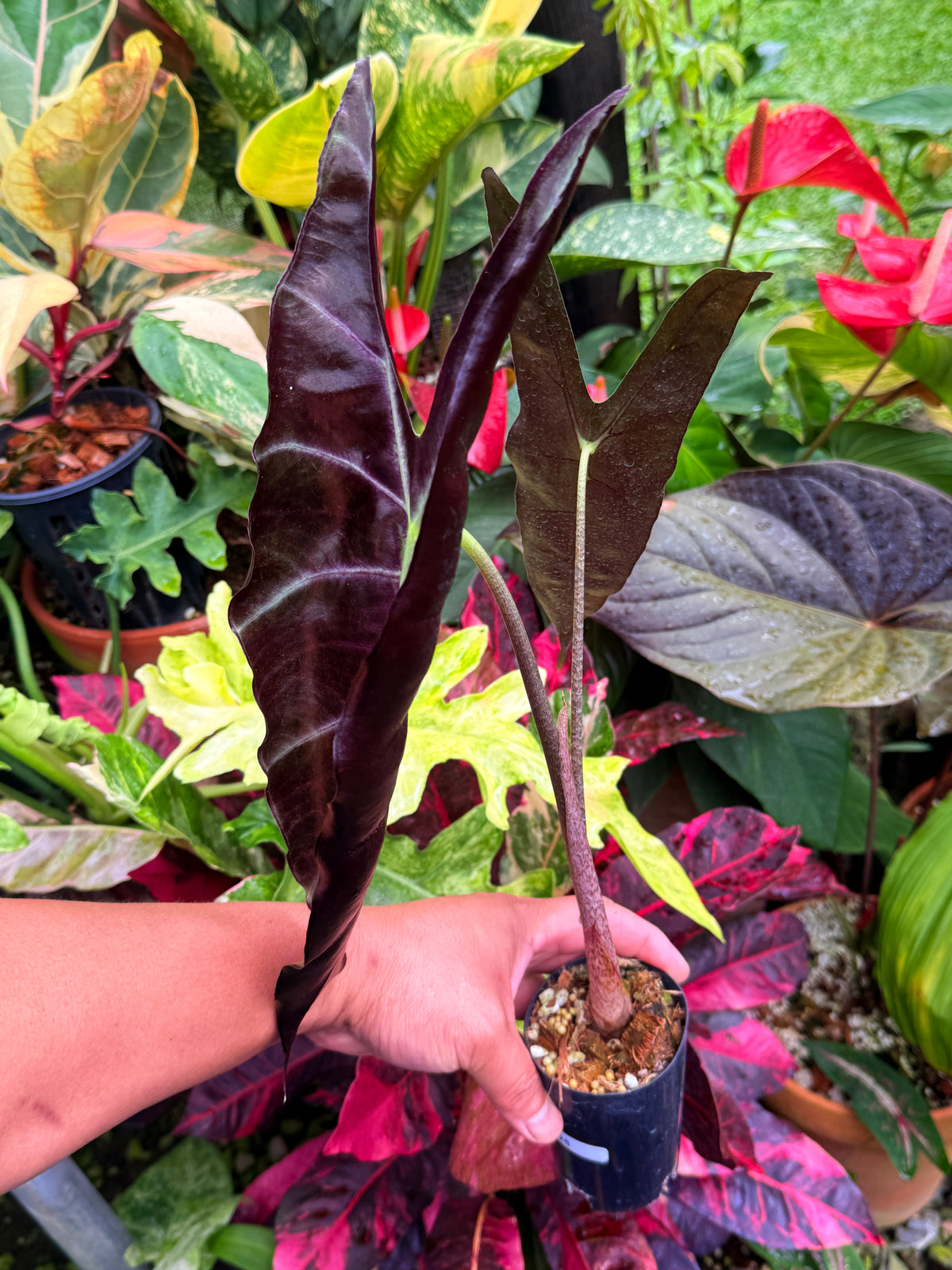 Alocasia 'Longiloba' S25
