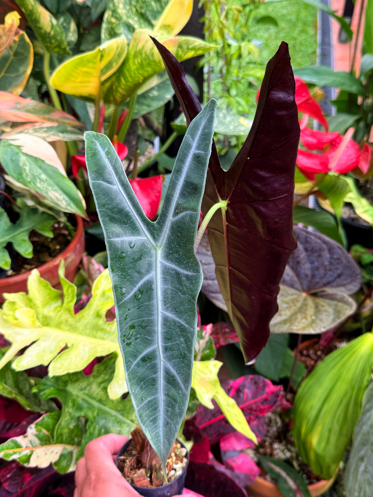 Alocasia 'Longiloba' S25