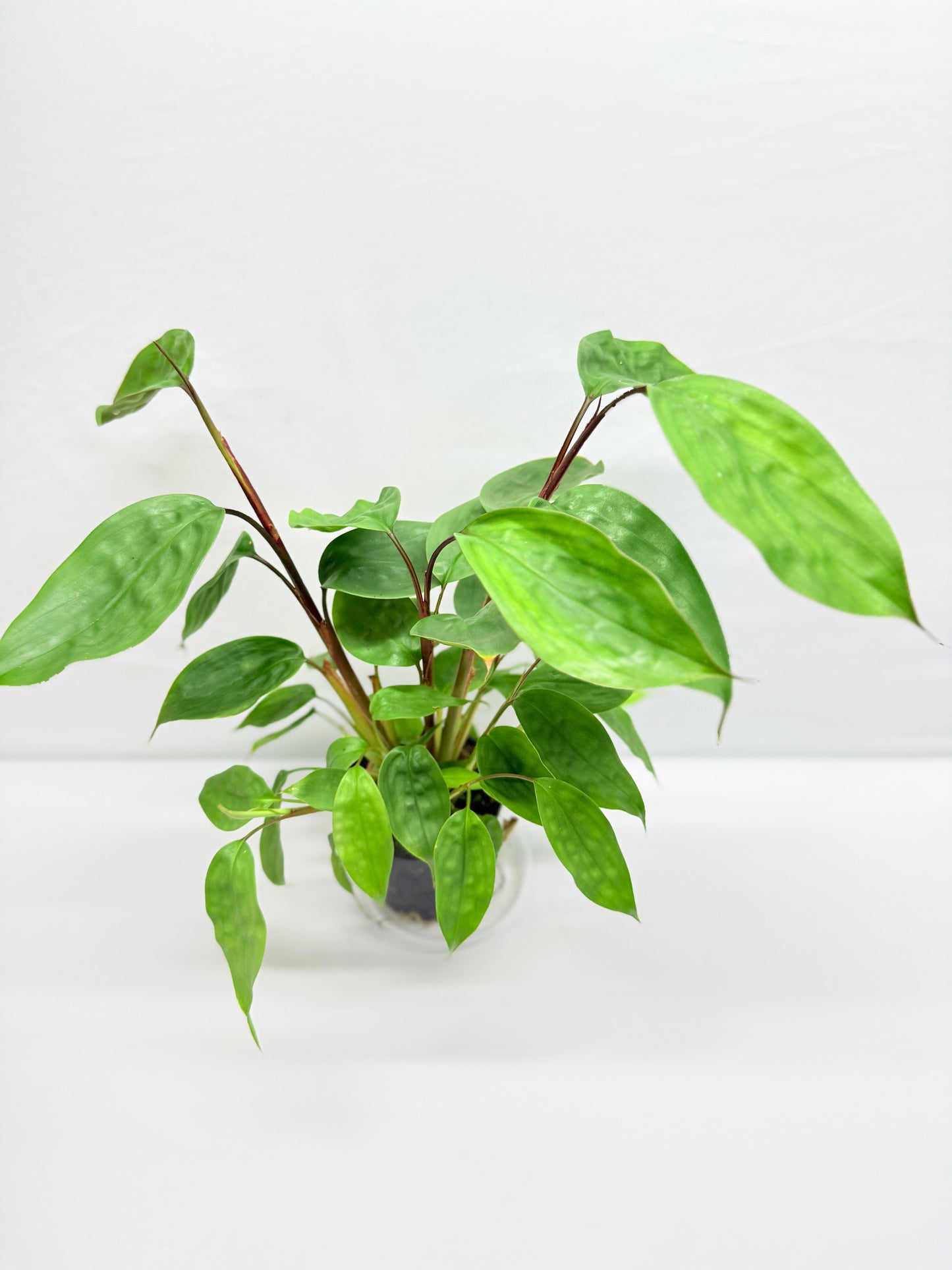 Burbidgea scheizocheila 'Golden Bush Ginger' G24