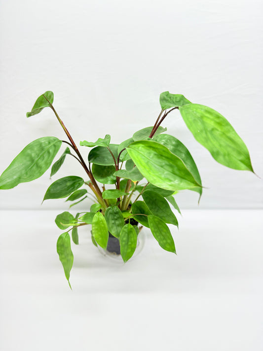 Burbidgea scheizocheila 'Golden Bush Ginger' G24