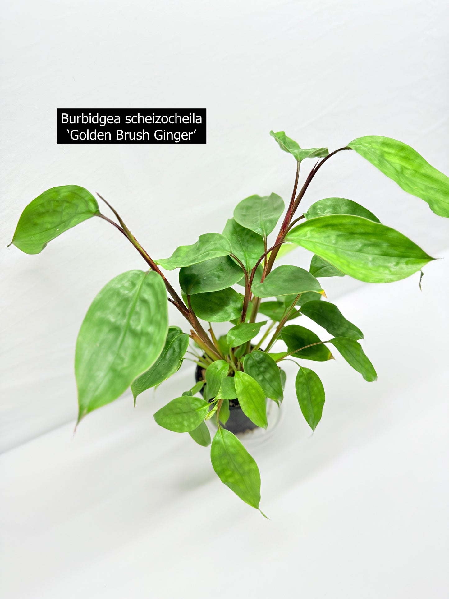 Burbidgea scheizocheila 'Golden Bush Ginger' G24