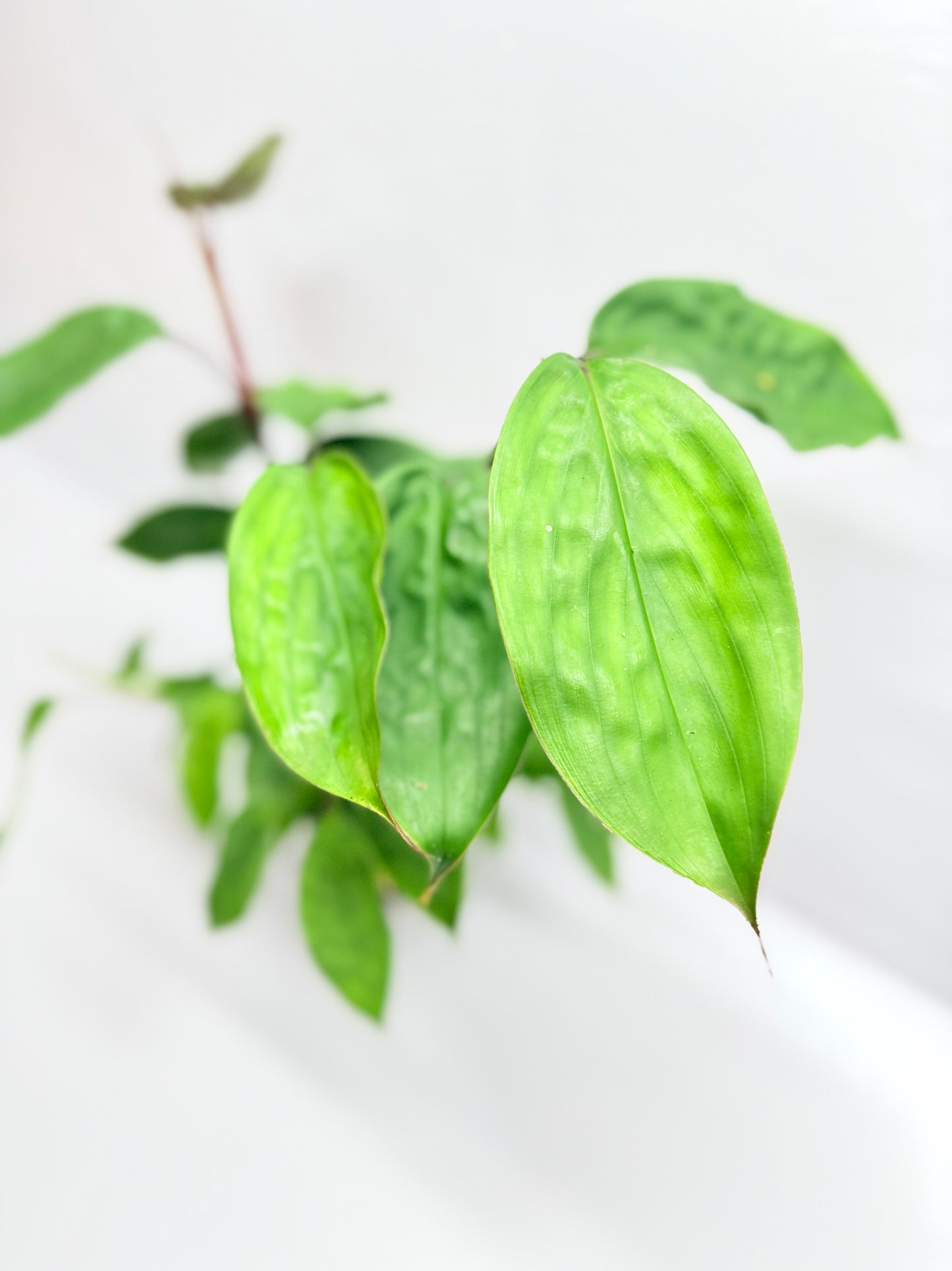 Burbidgea scheizocheila 'Golden Bush Ginger' G24