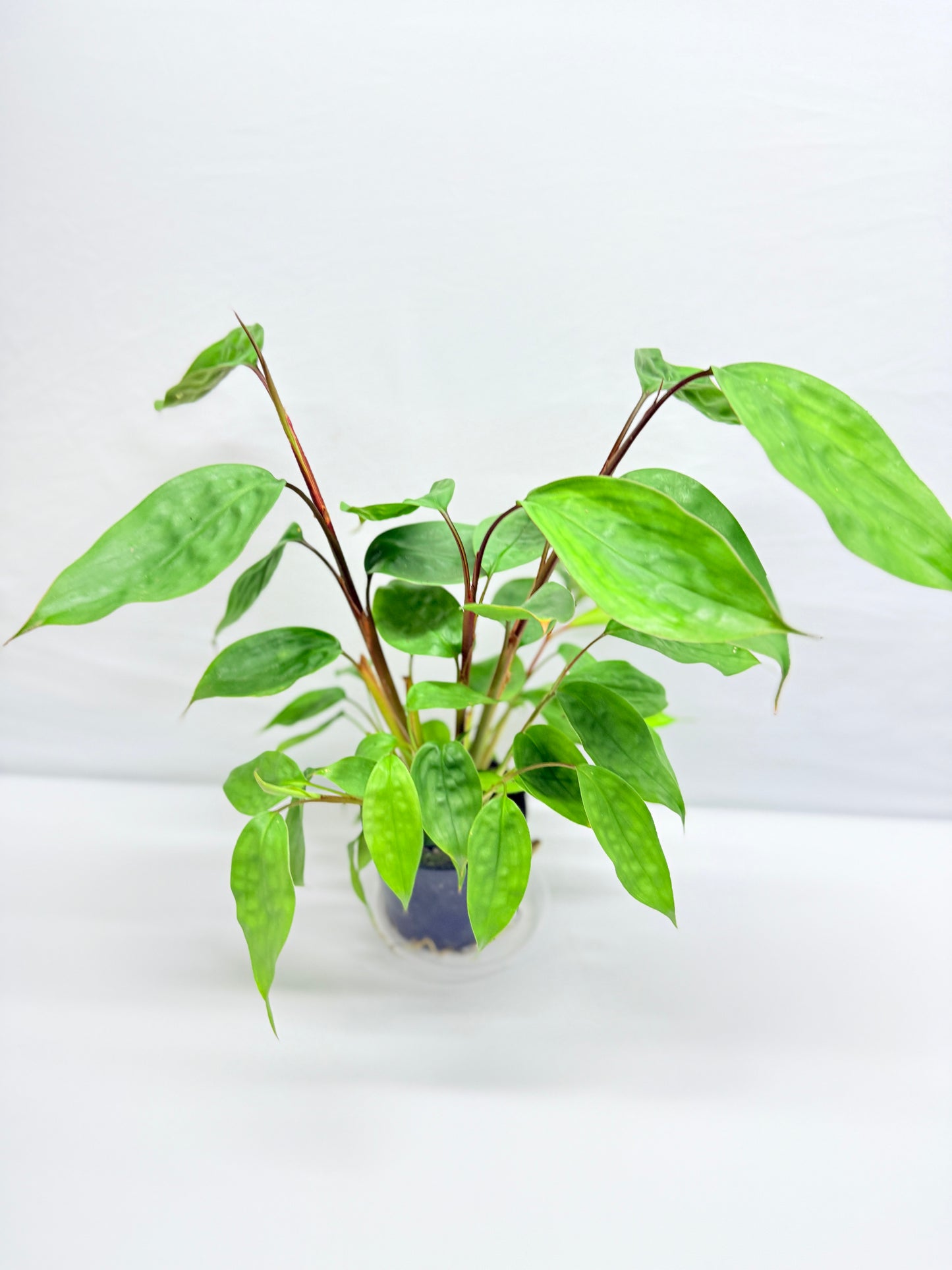 Burbidgea scheizocheila 'Golden Bush Ginger' G24