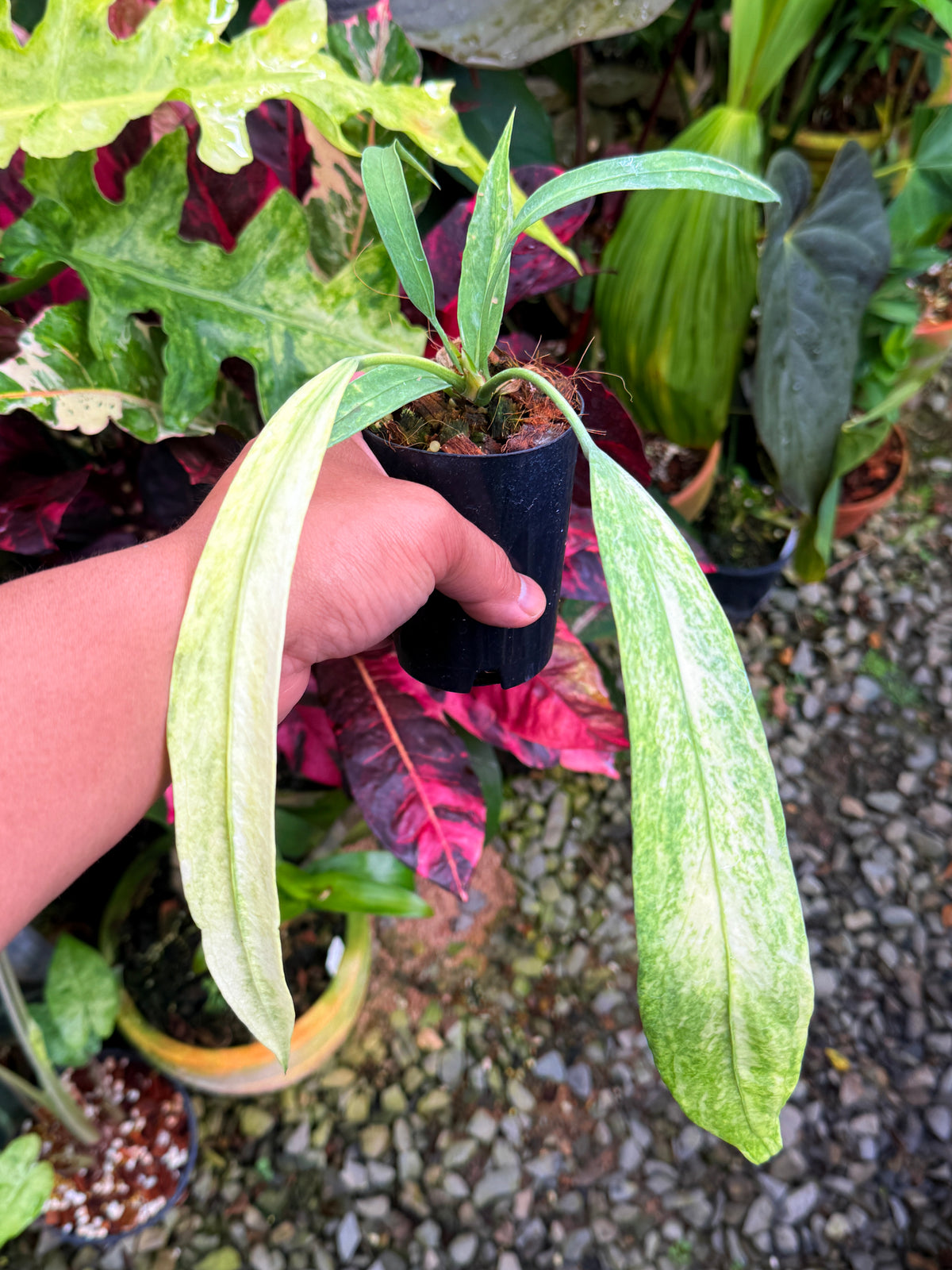 Anthurium 'Vittariifolium Variegata' S24