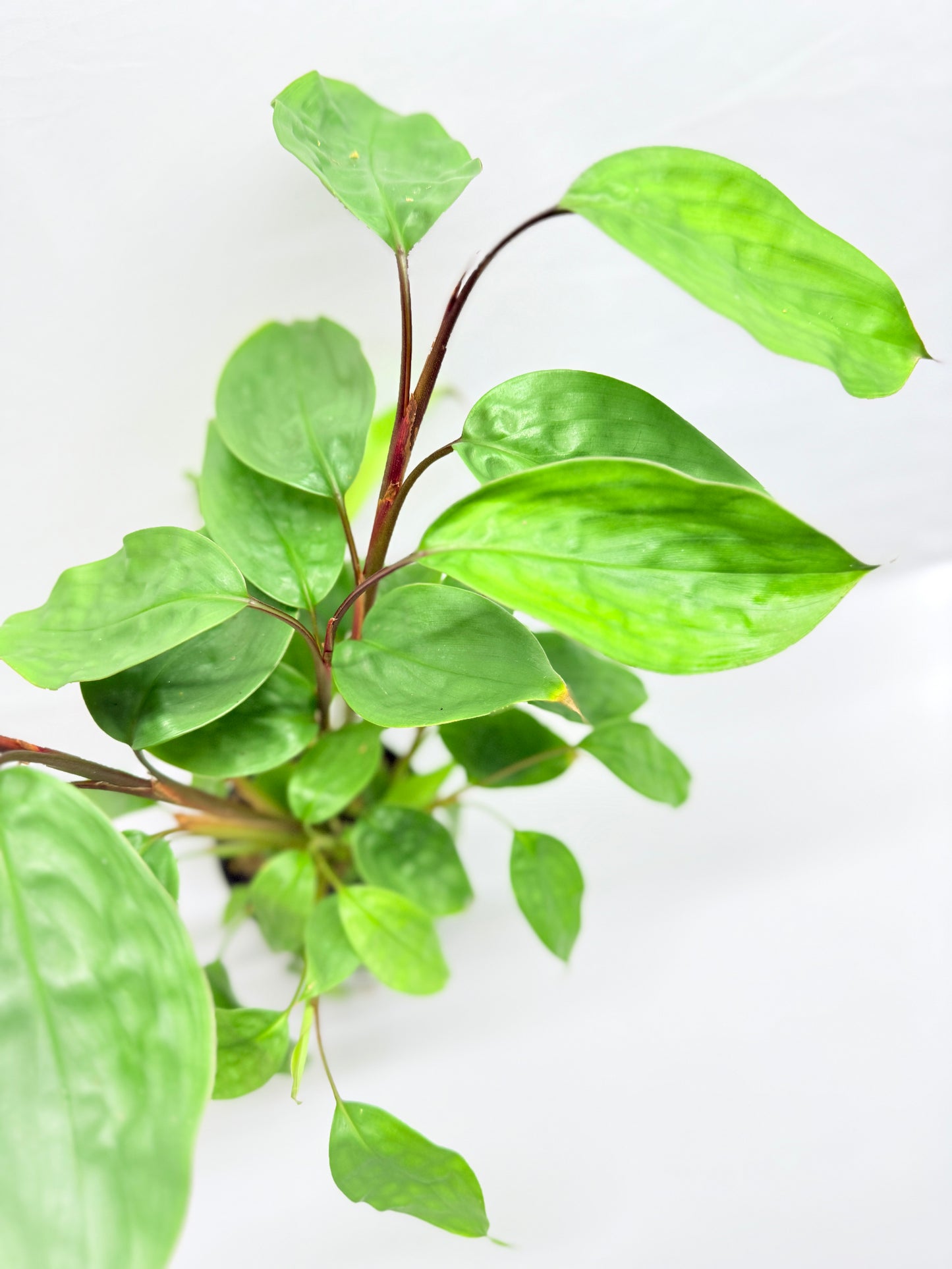 Burbidgea scheizocheila 'Golden Bush Ginger' G24