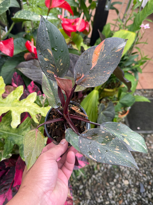 Philodendron 'Orange Princess' S29