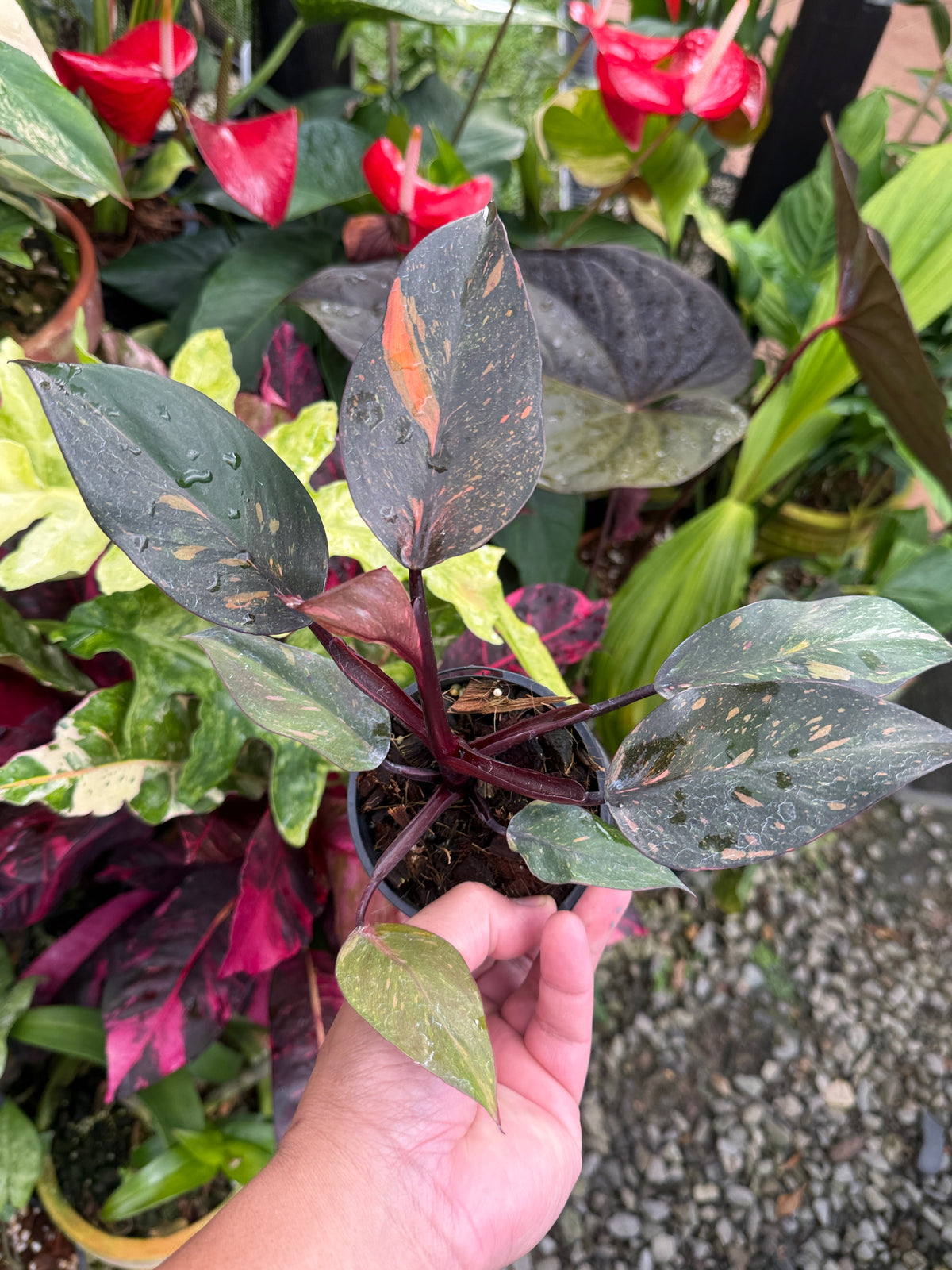 Philodendron 'Orange Princess' S29