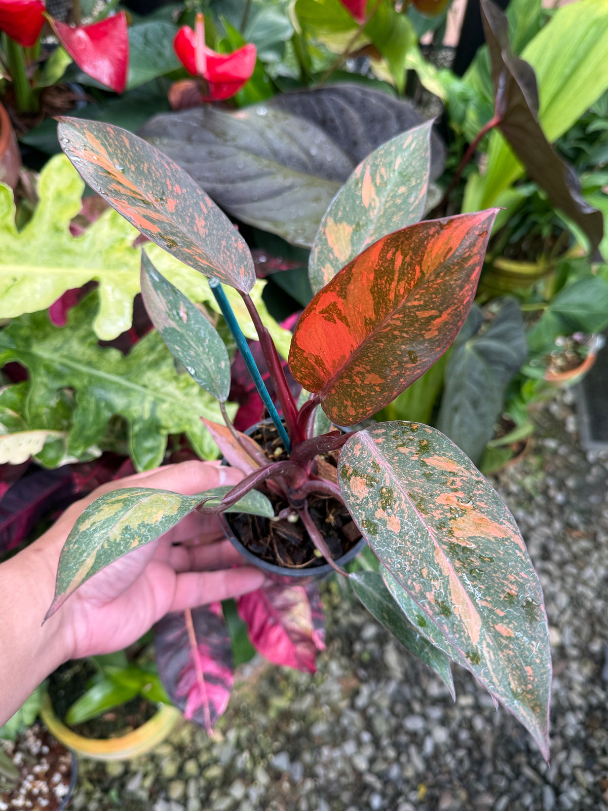 Philodendron 'Orange Princess' S30
