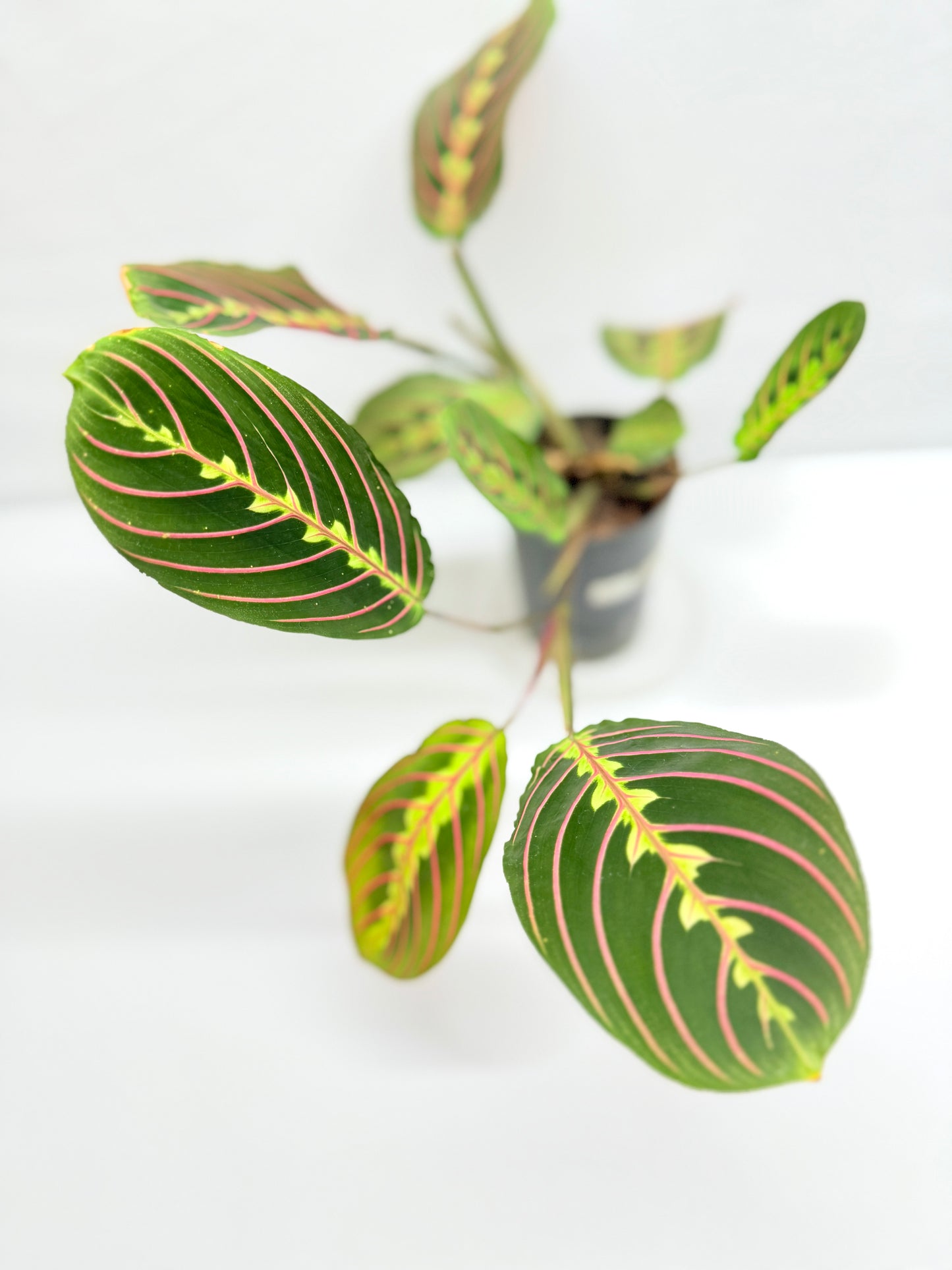 Maranta leuconeura 'Red Vein' F47
