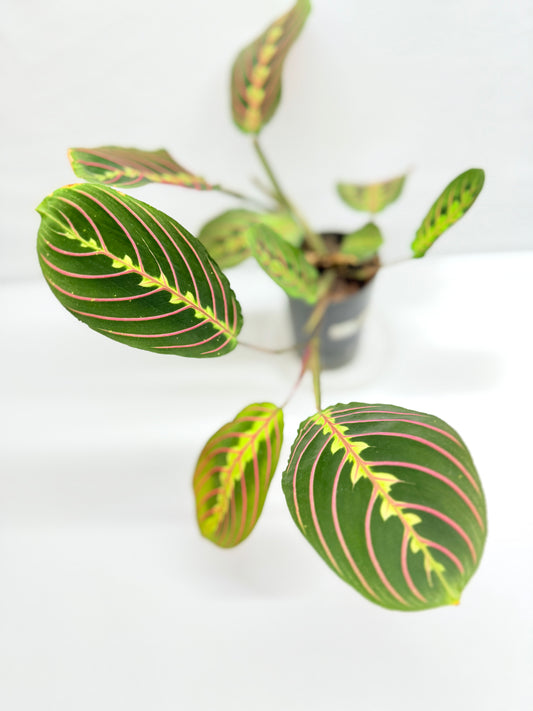 Maranta leuconeura 'Red Vein' F47