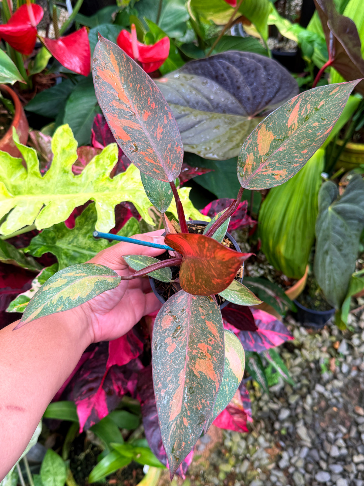 Philodendron 'Orange Princess' S30