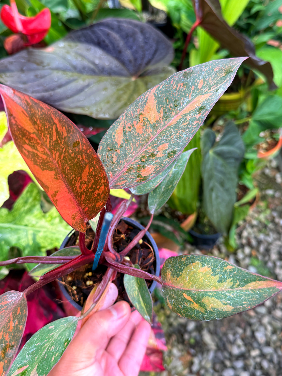 Philodendron 'Orange Princess' S30