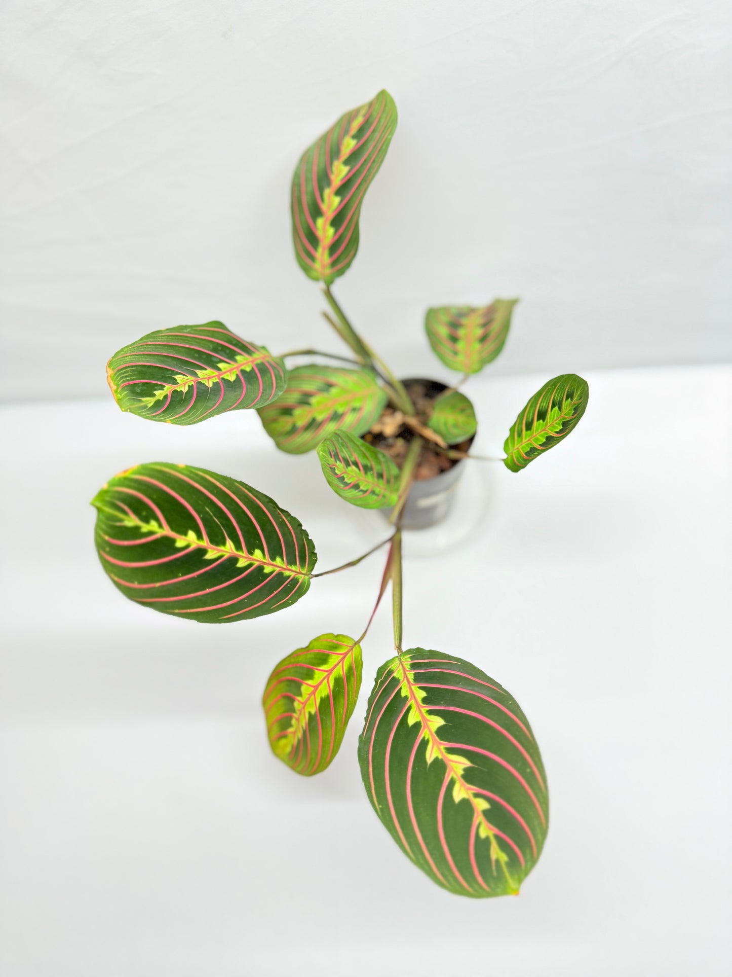 Maranta leuconeura 'Red Vein' F47