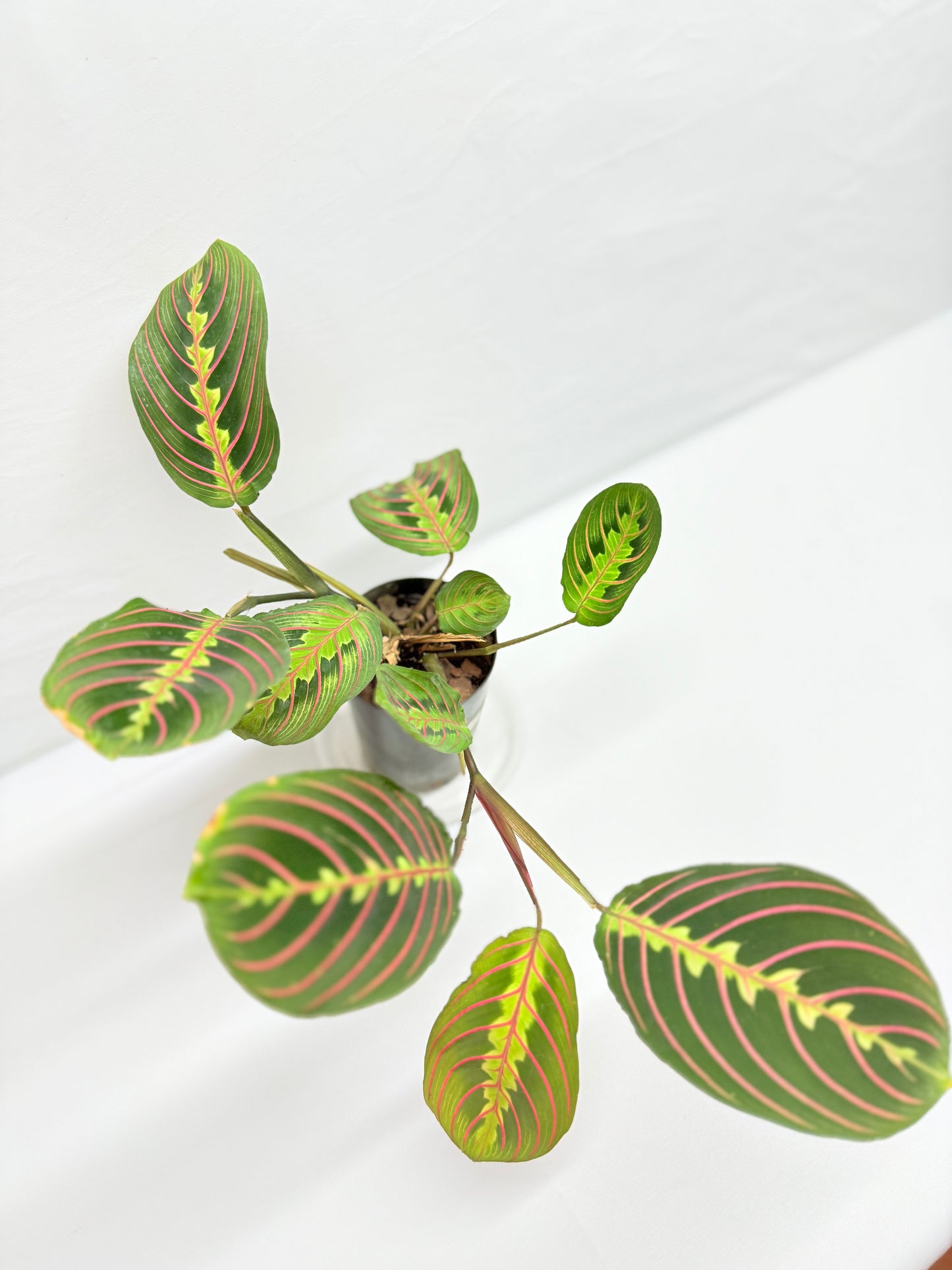 Maranta leuconeura 'Red Vein' F47