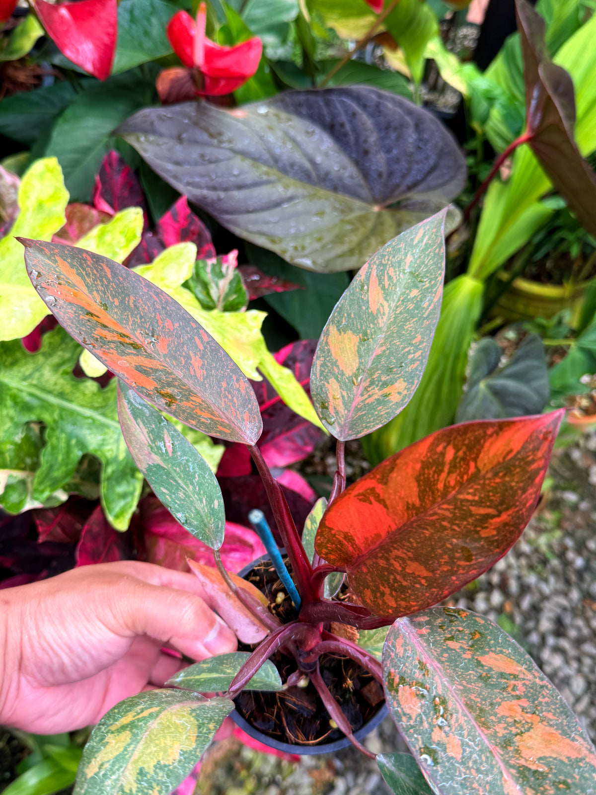 Philodendron 'Orange Princess' S30