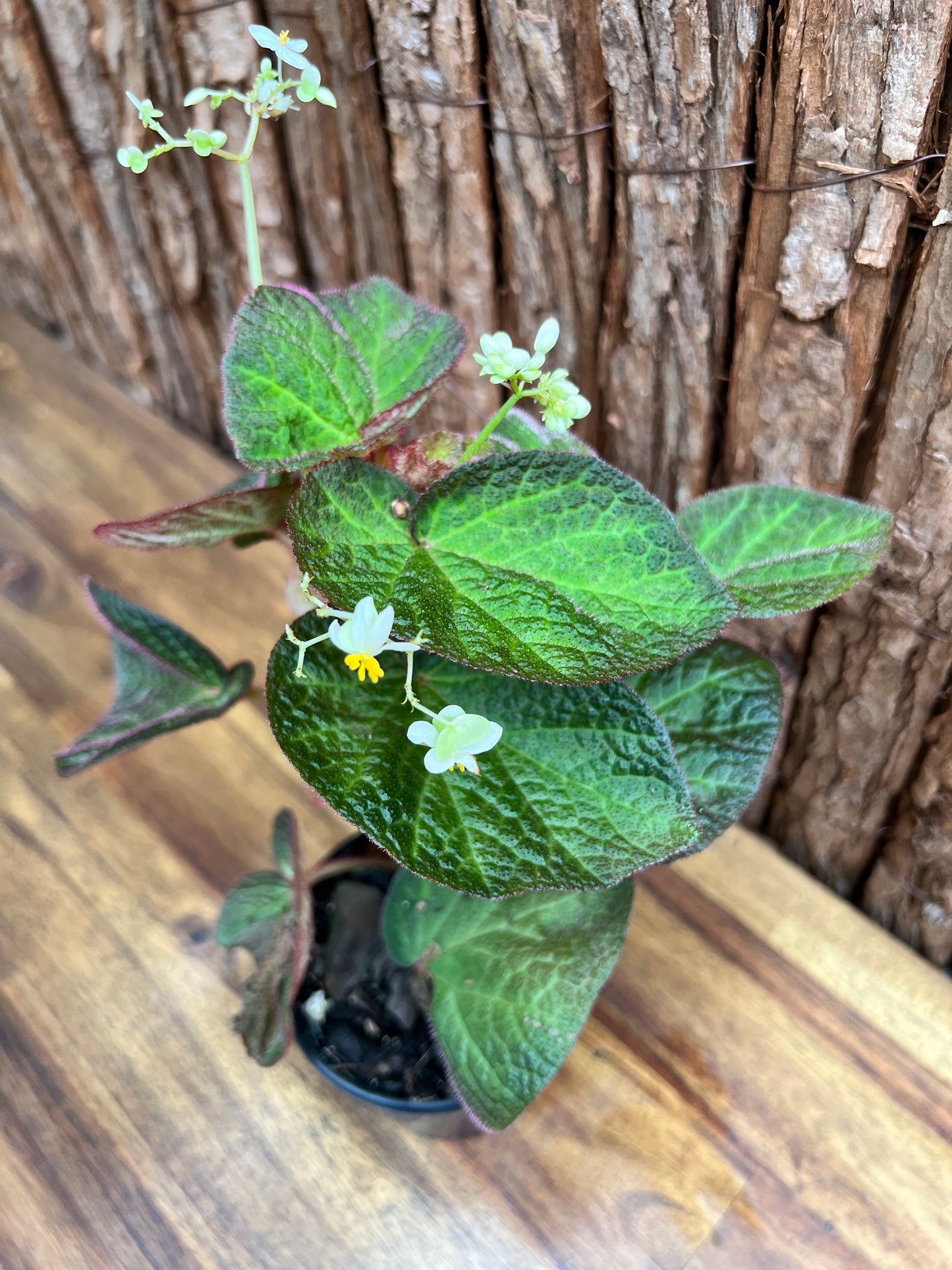 Begonia Manaus